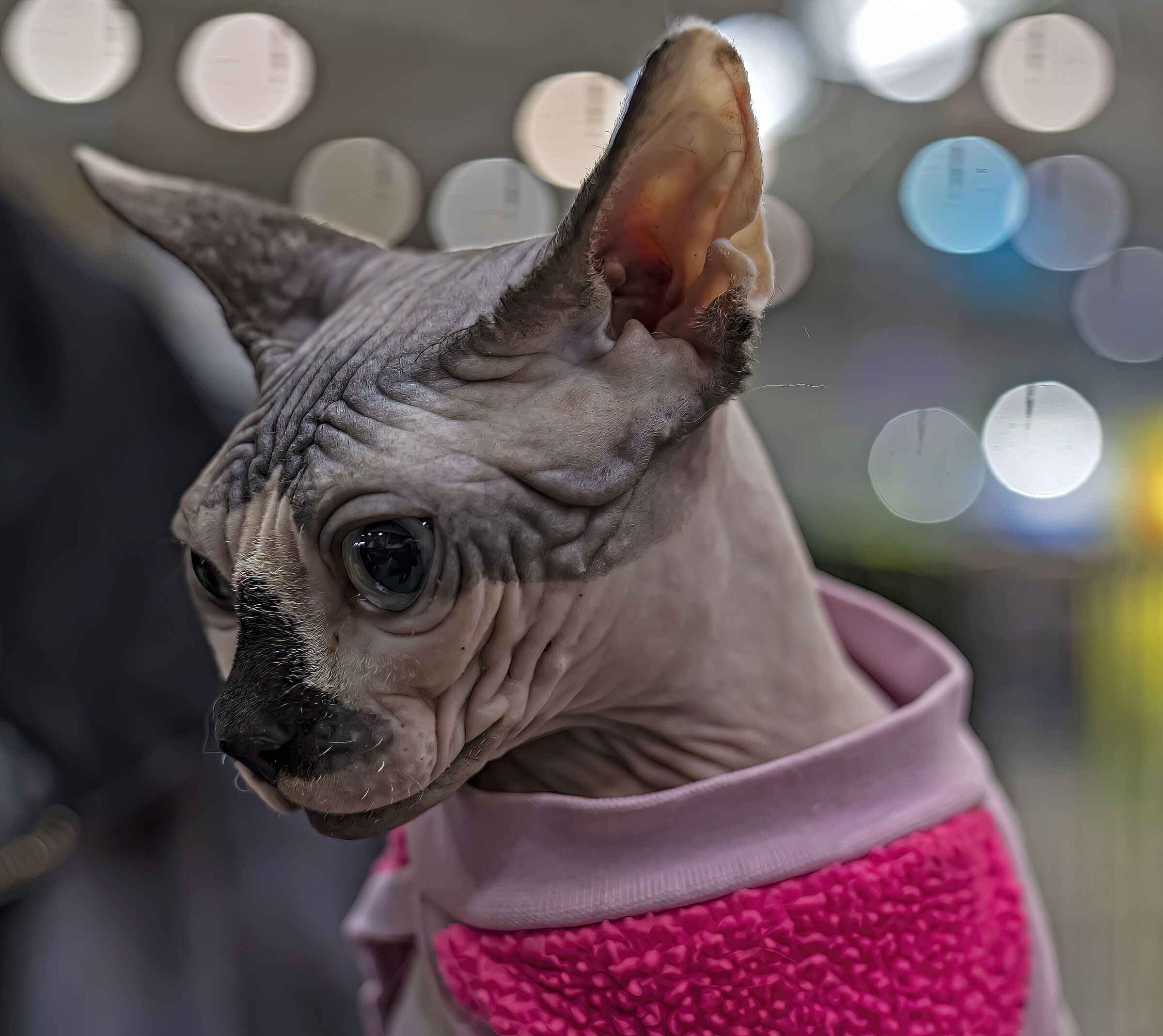 Sphynx Cat