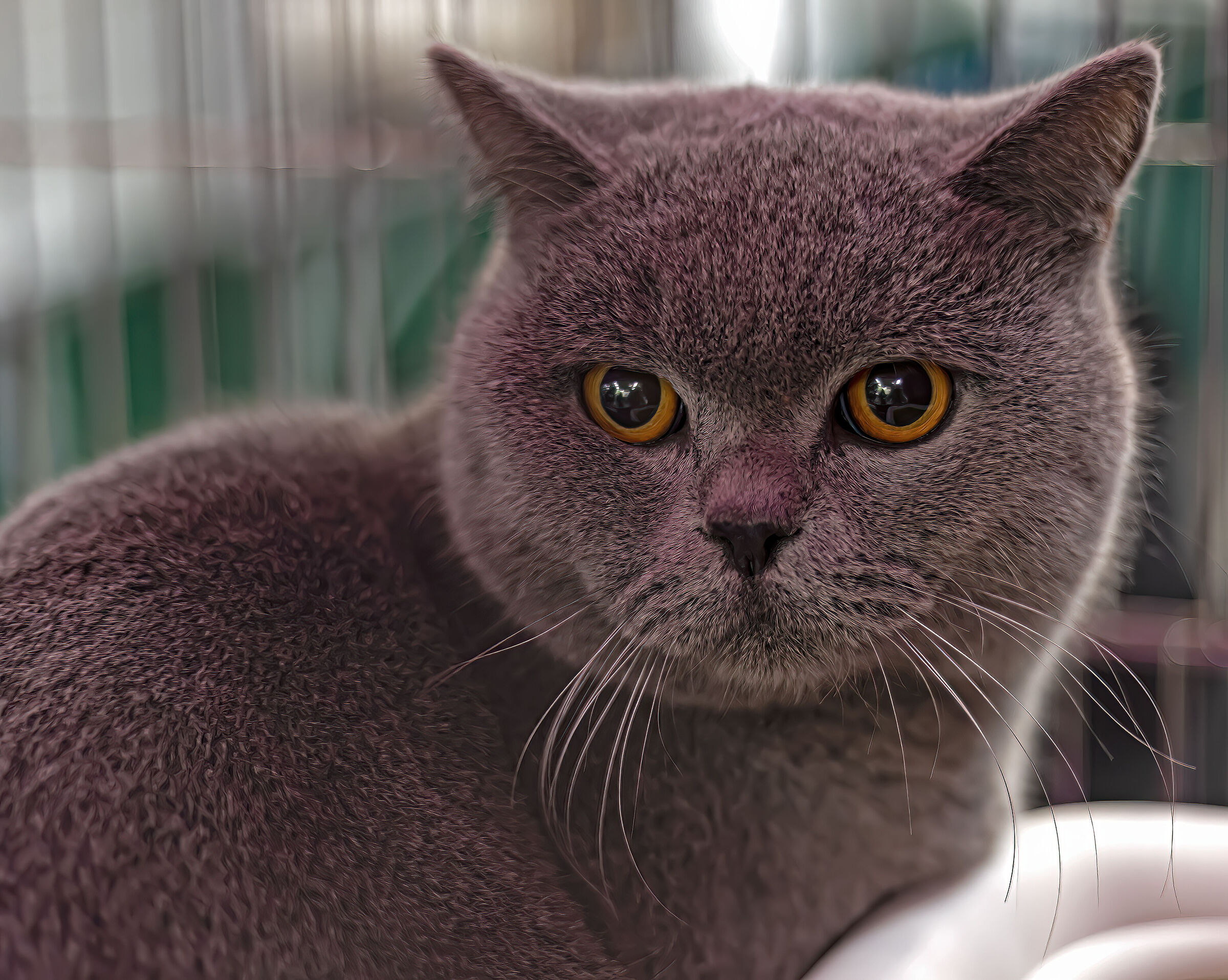British Shorthair Cat