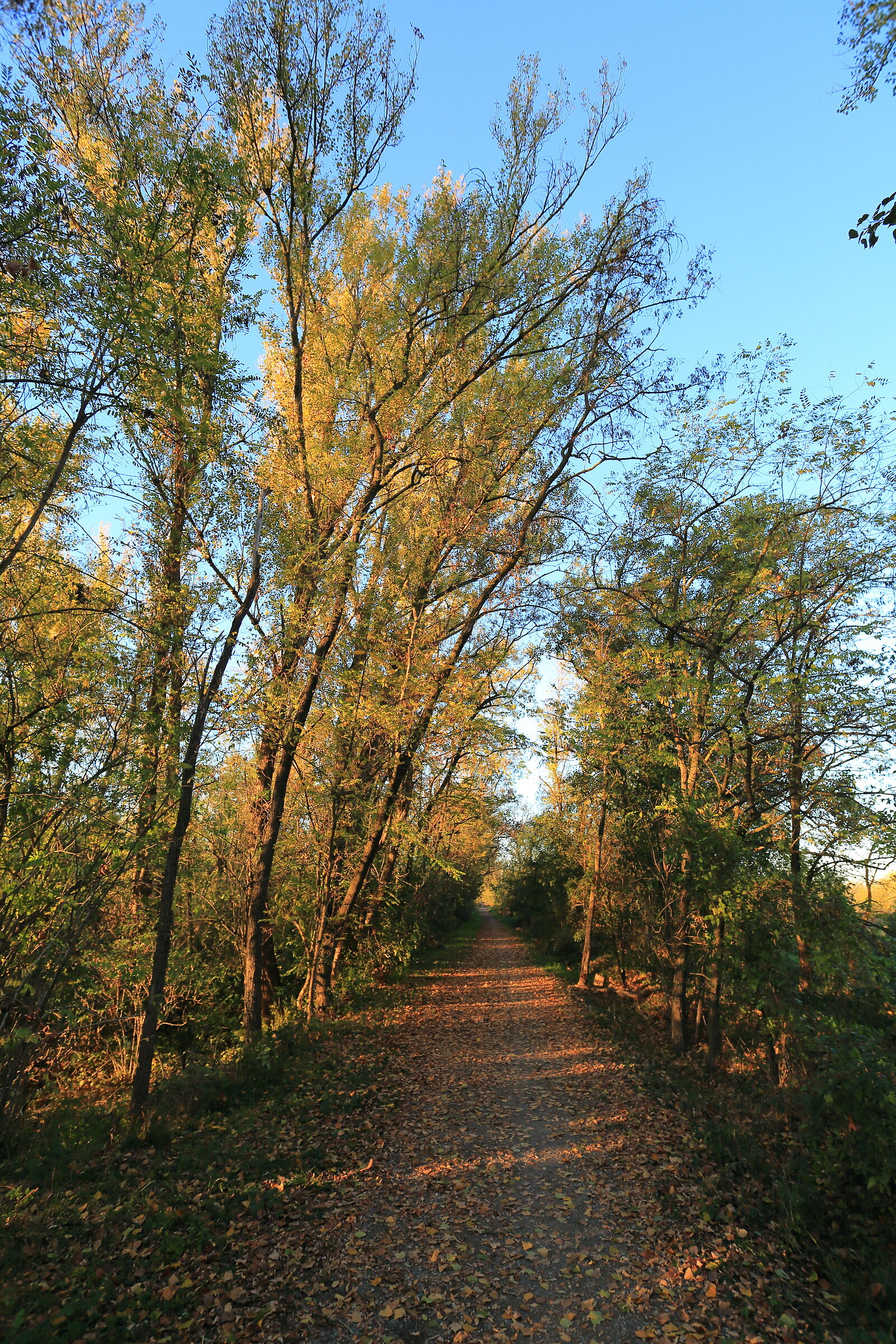 Avenue at sunset