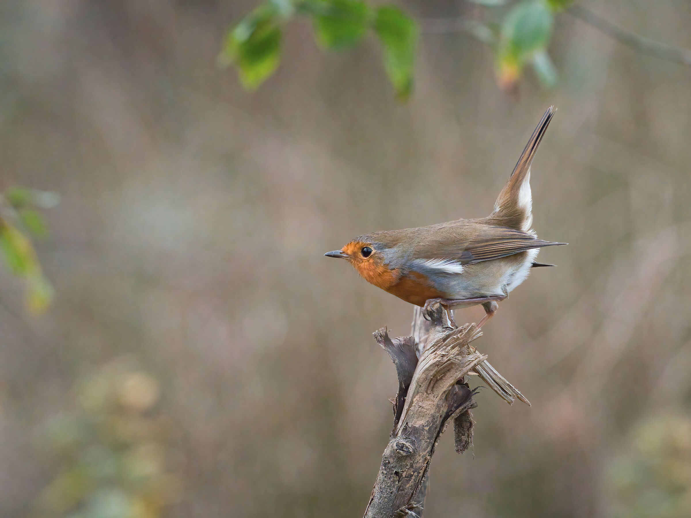 1..2..3..ready to go.