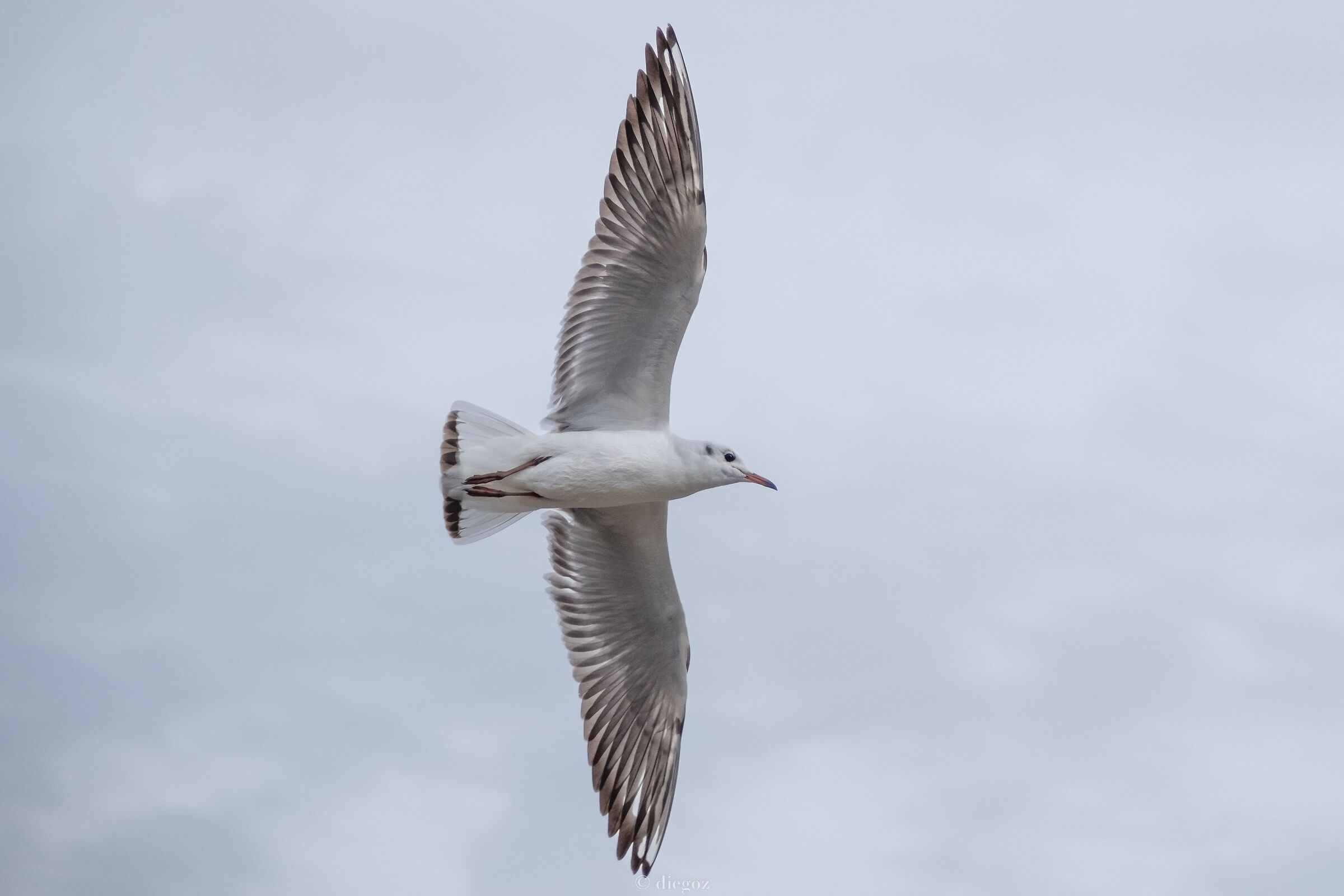 The elegance of the seagull