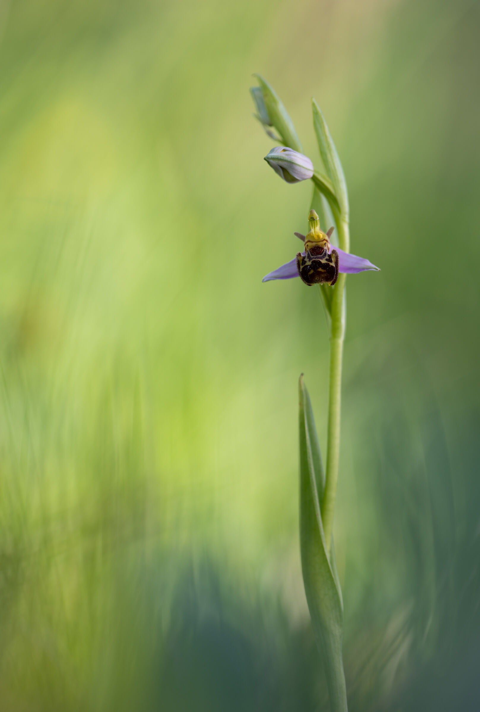 Ophrys Apifera