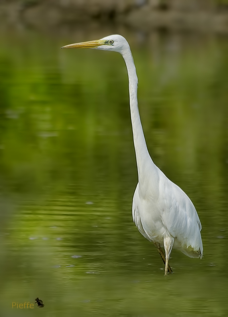 Great Egret ...