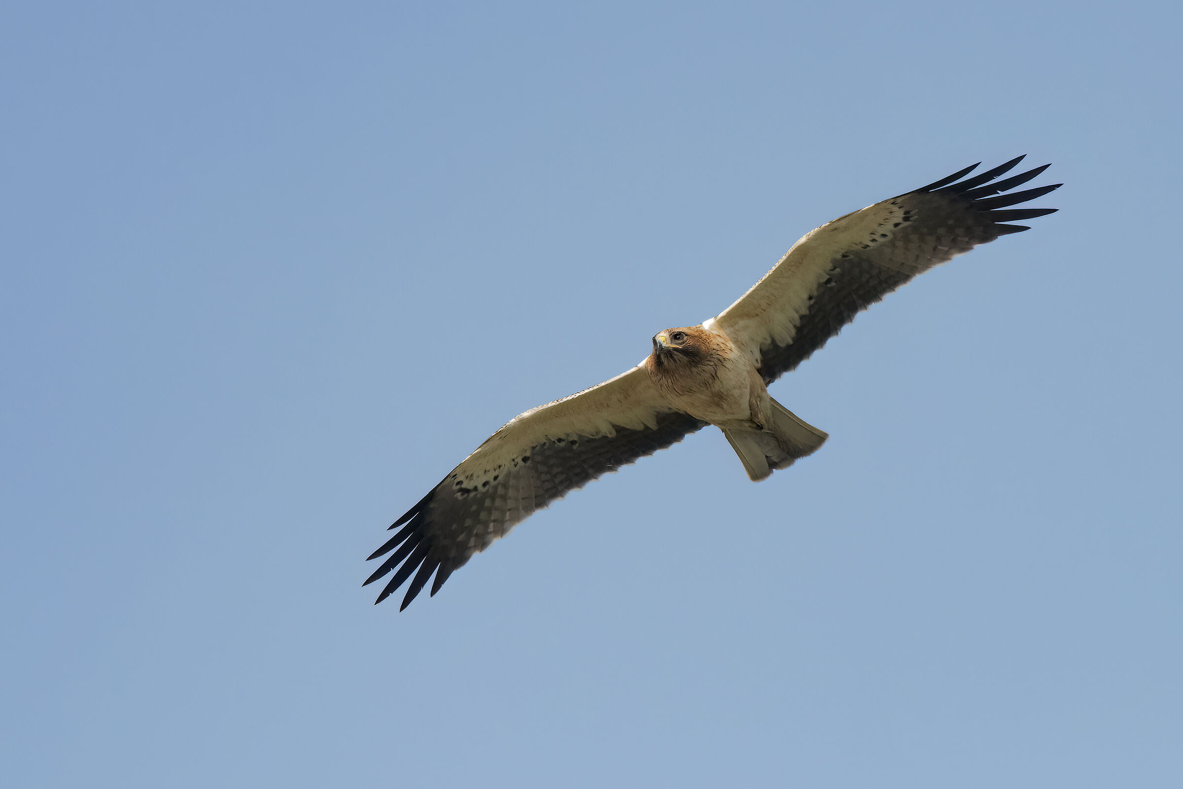 aquila minore morfismo chiaro