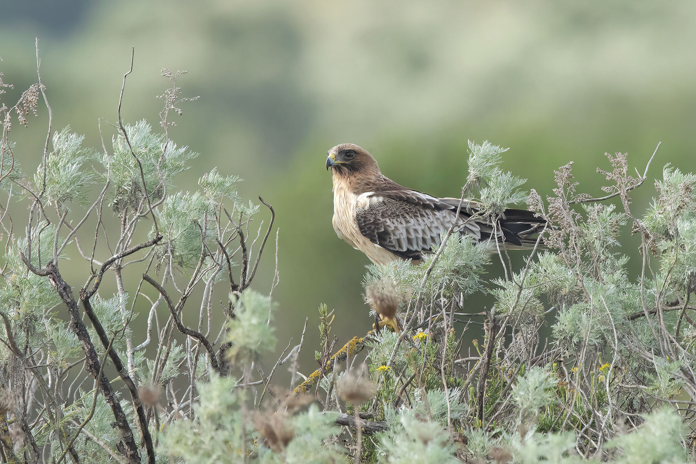 aquila minore morfismo chiaro