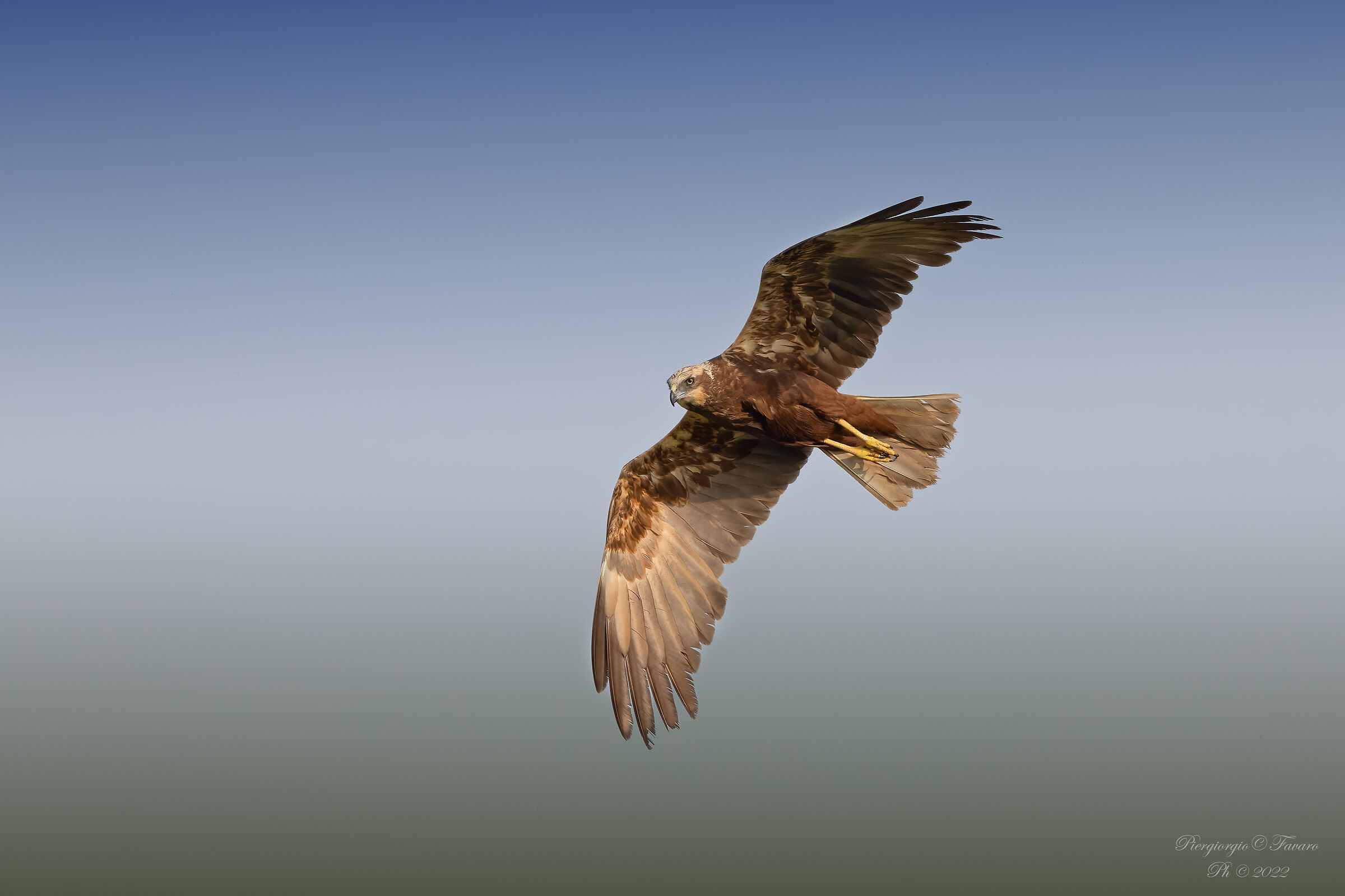 Falco di Palude in caccia.