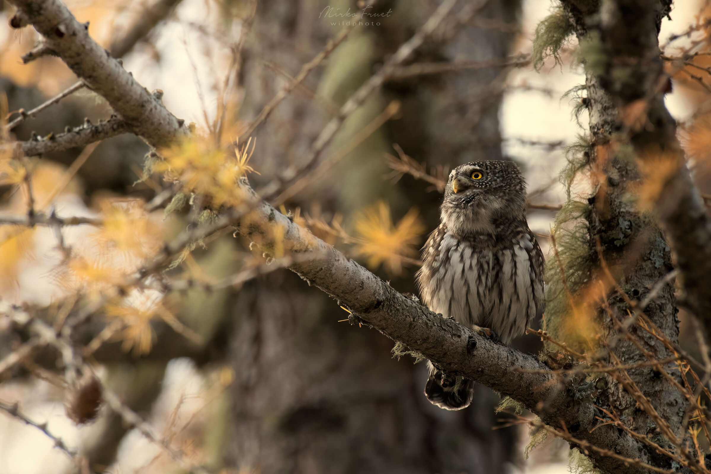 Civetta nana autunnale