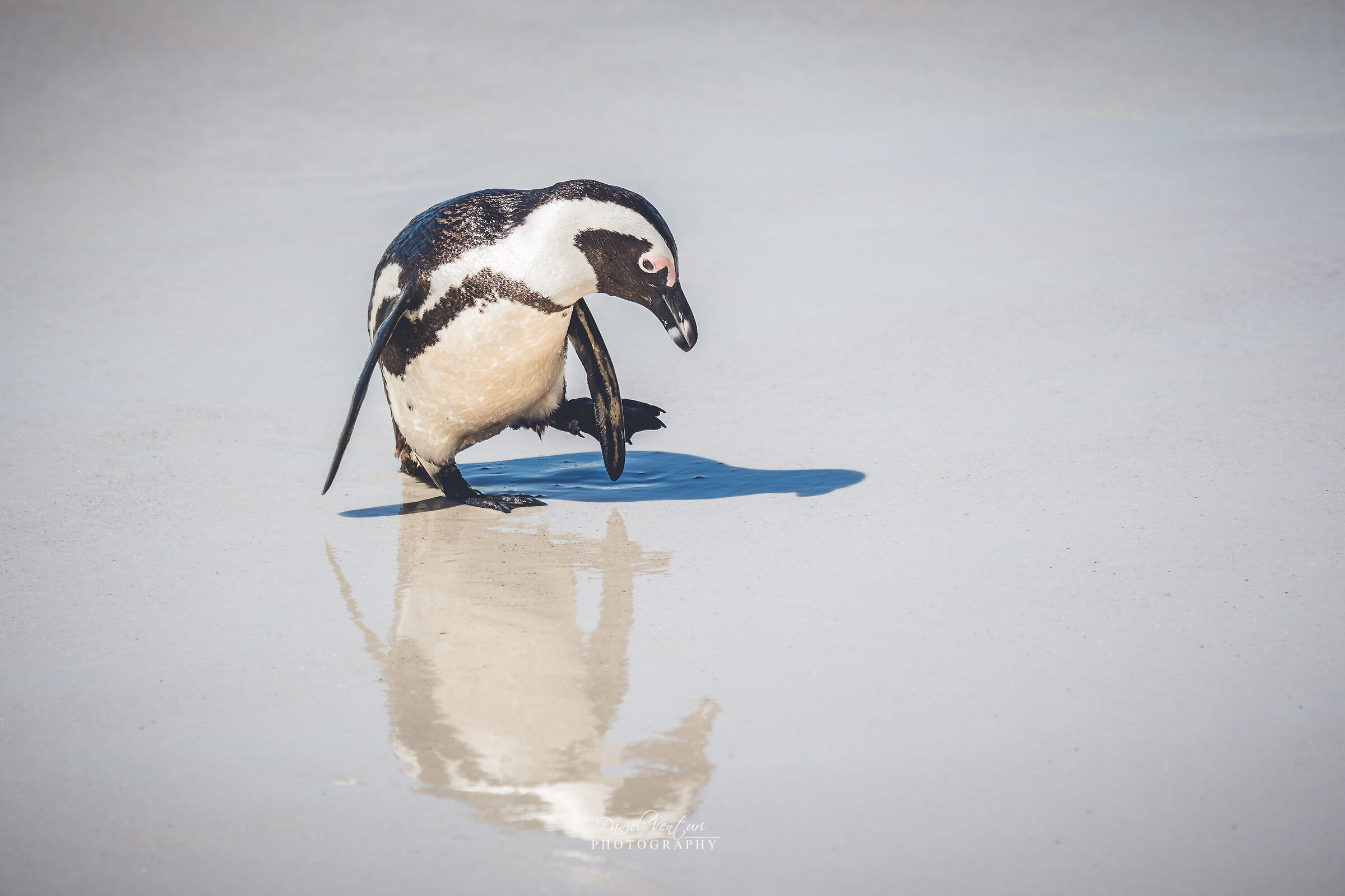 Pinguino Sud Africano
