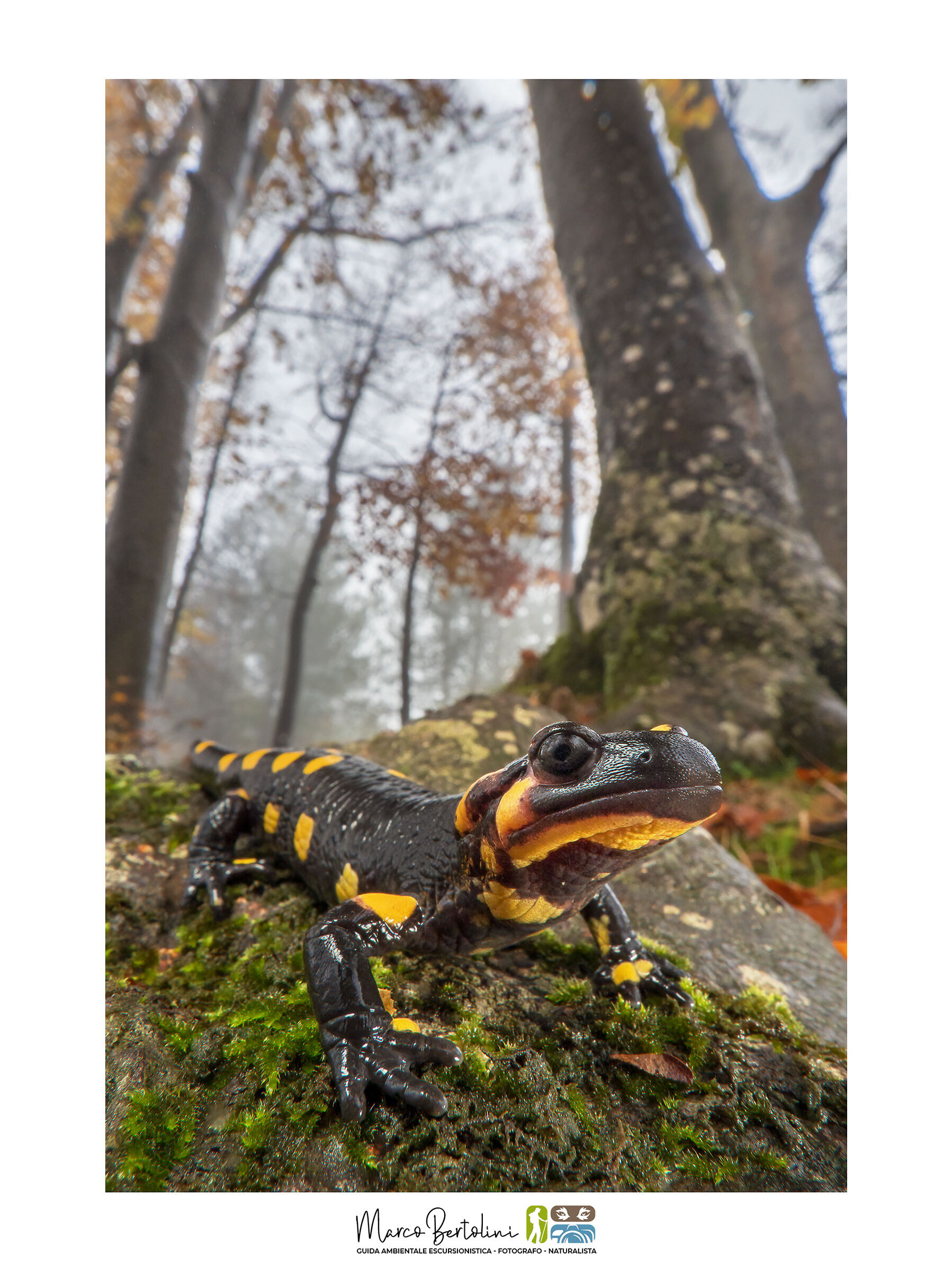 Un drago nella nebbia