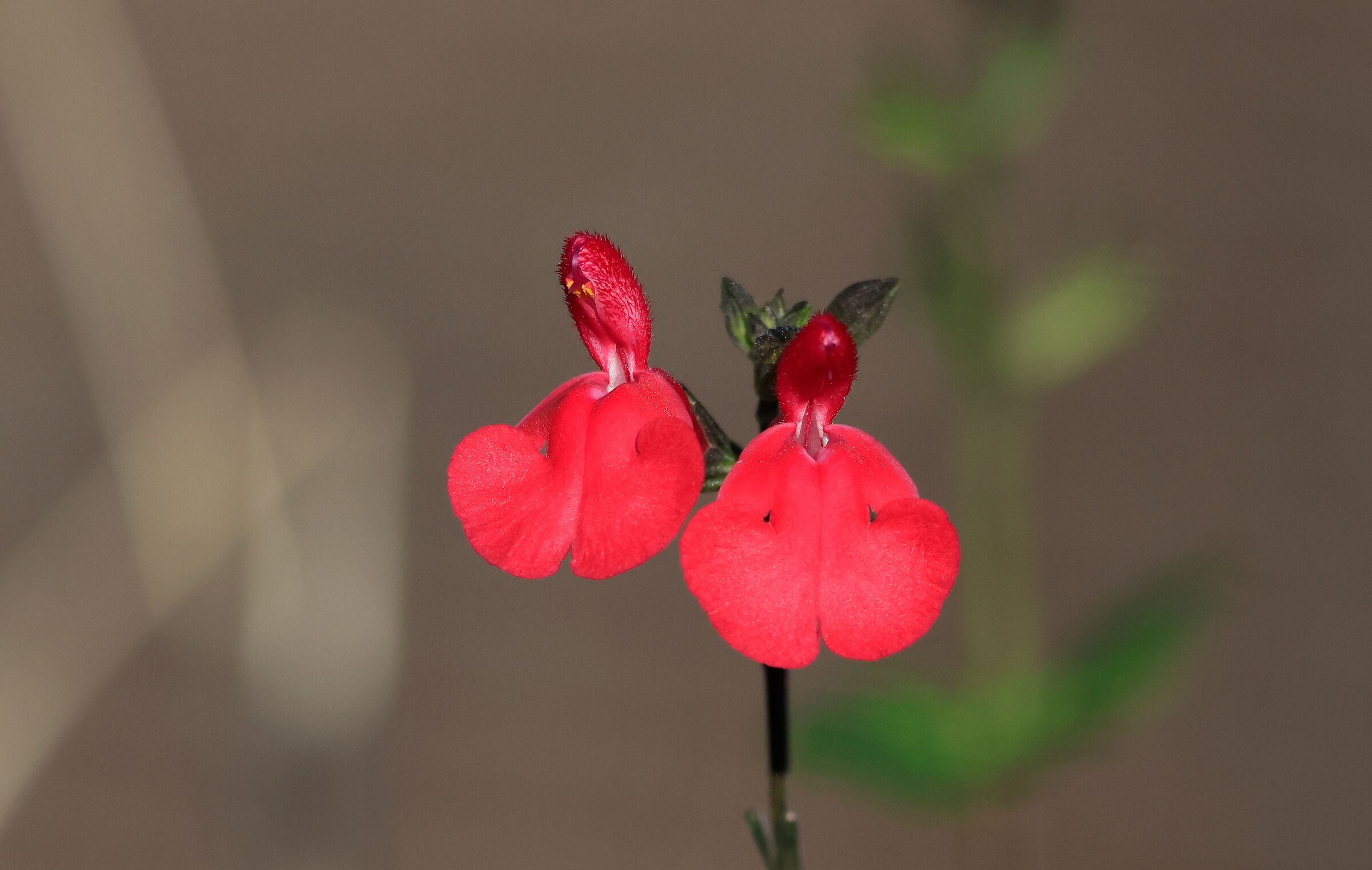 orchidea RF 100 400