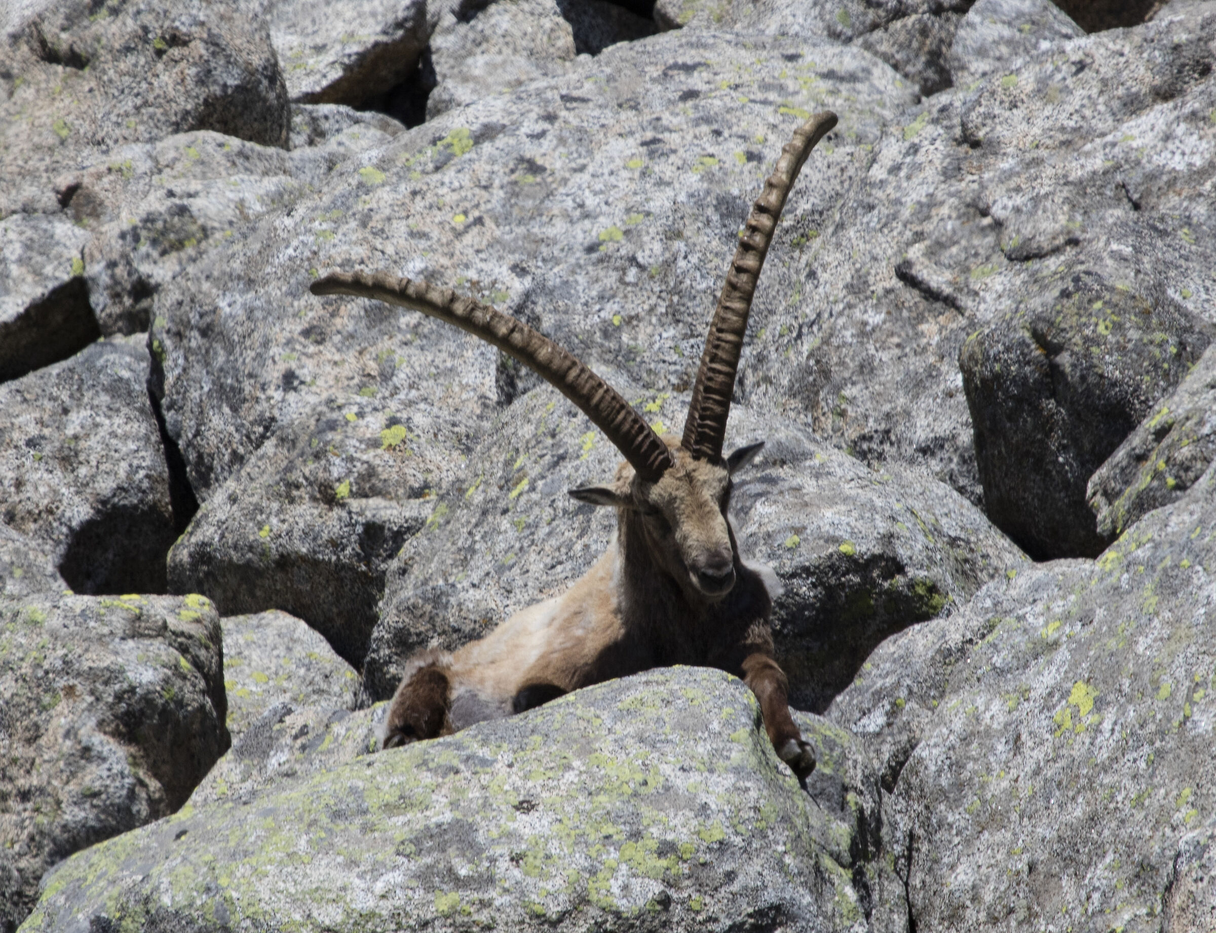 Ibex