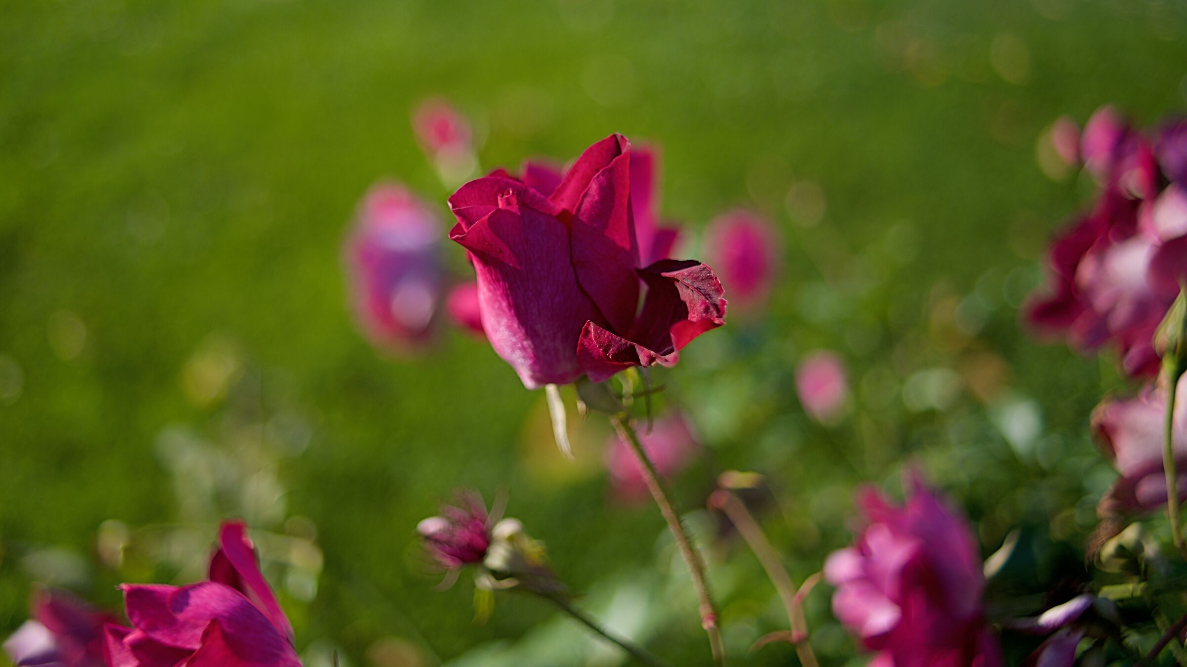 Power of colors, power of lens...