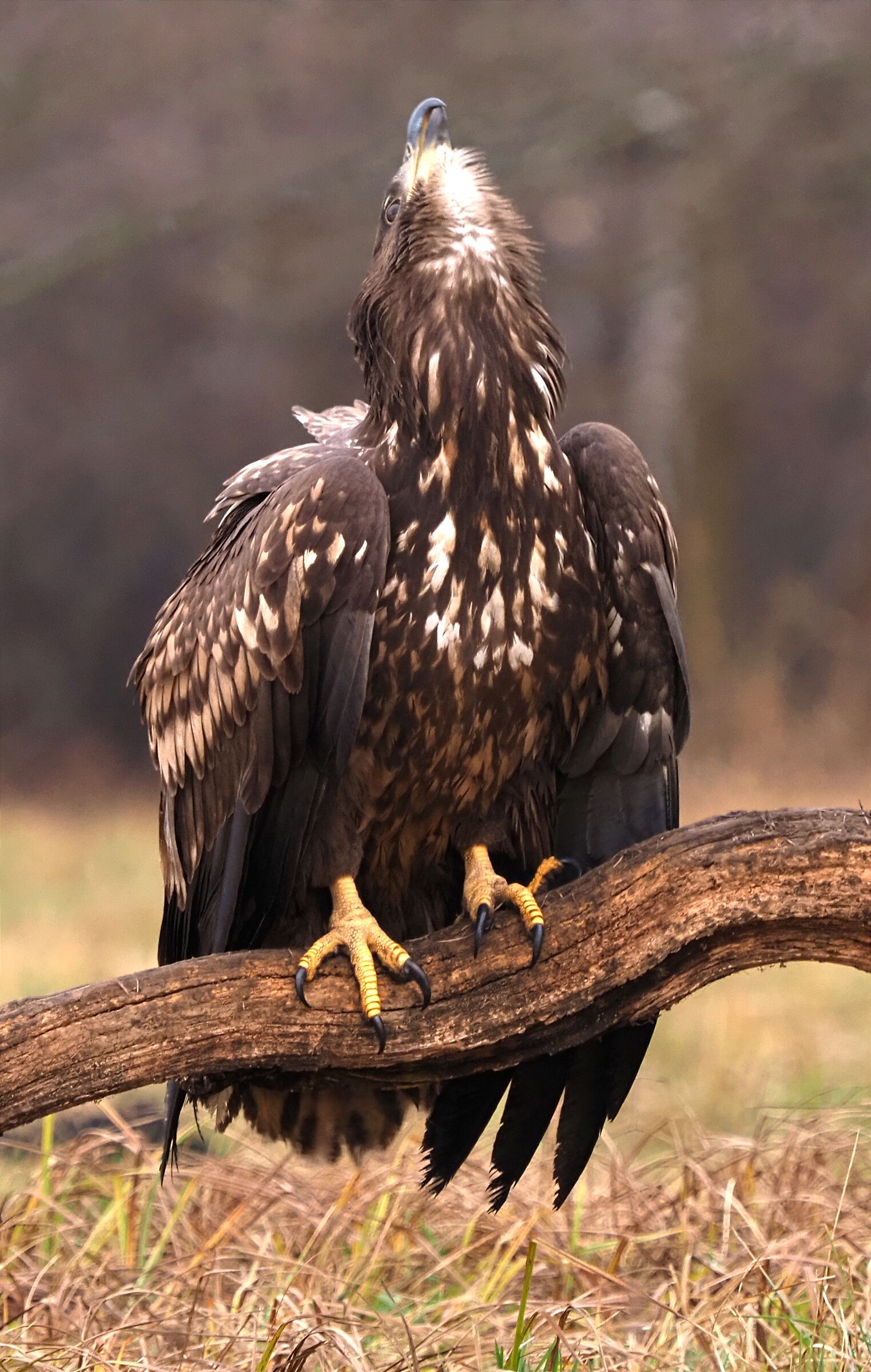 The Scream of the White Tailed Eagle