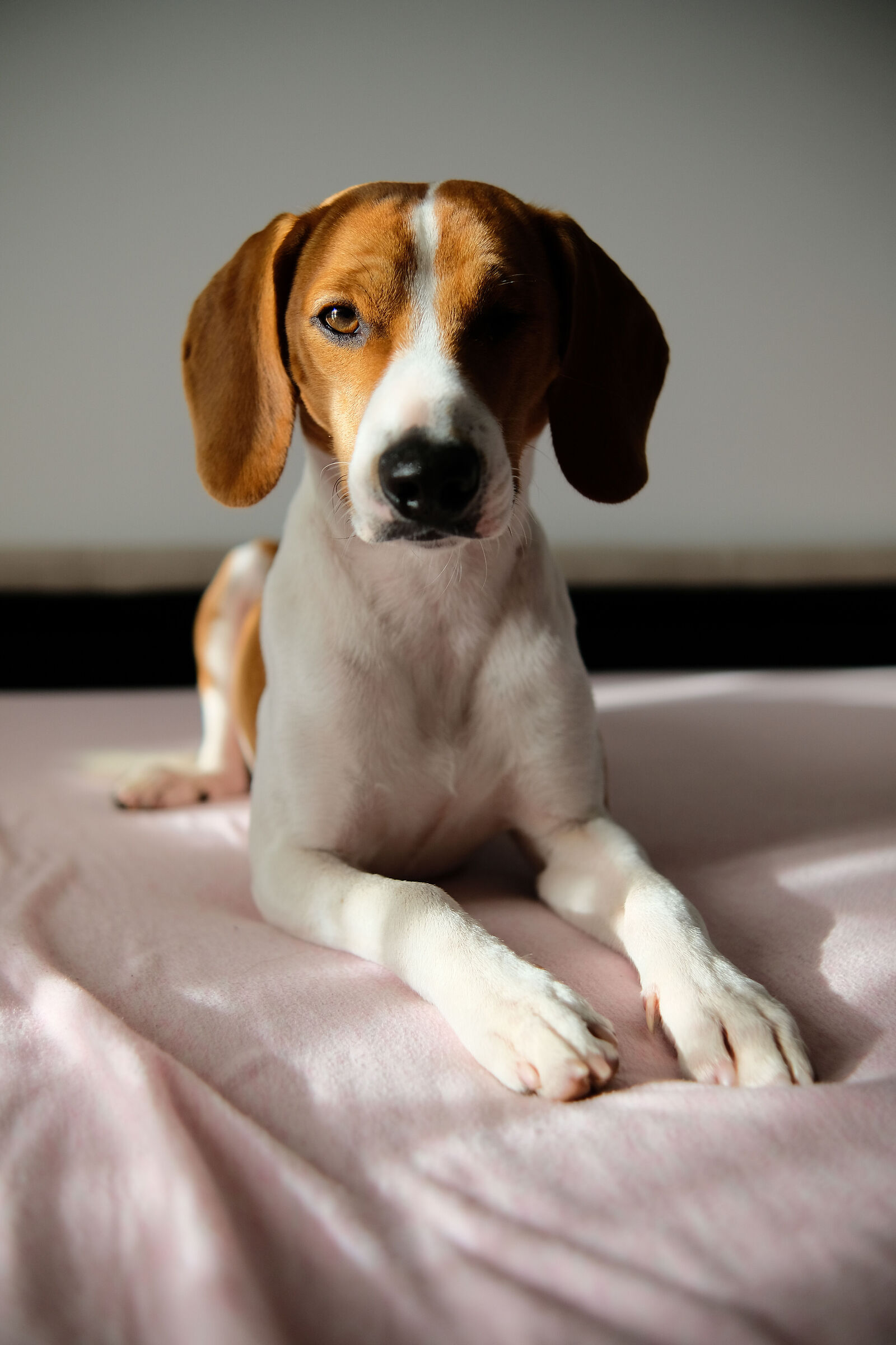 Lillo il cane pirata 2