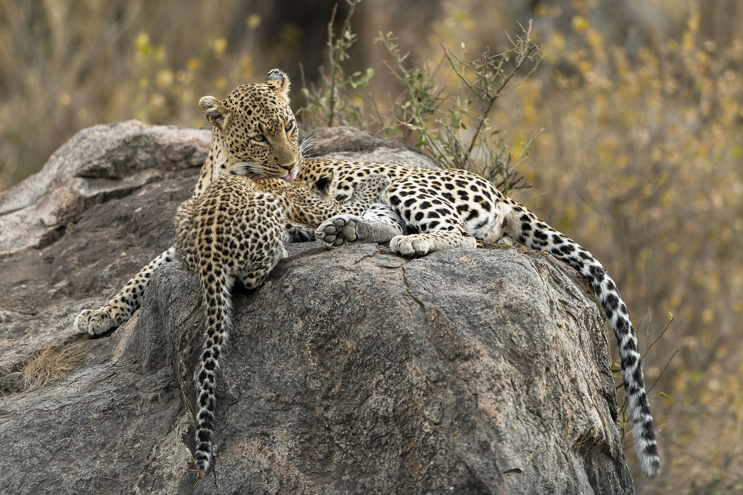 Leopard and cub, Serengeti.