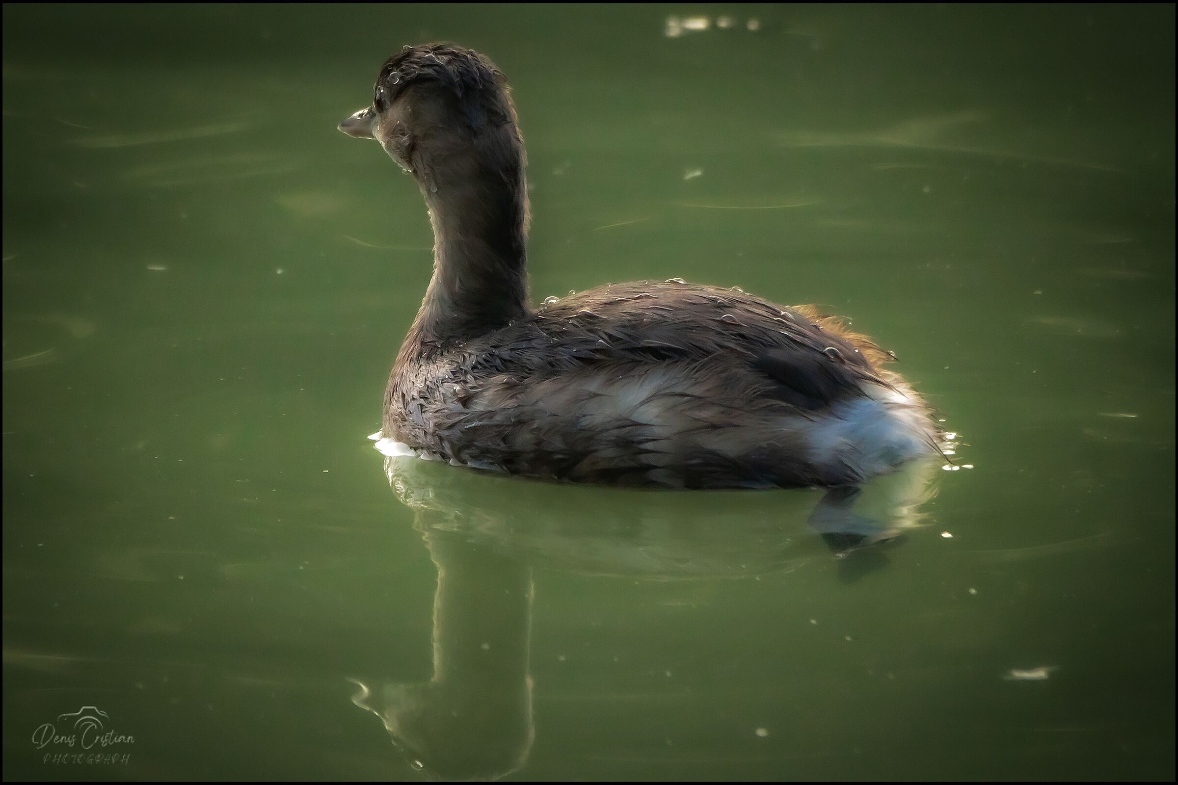 Indifferent little dip