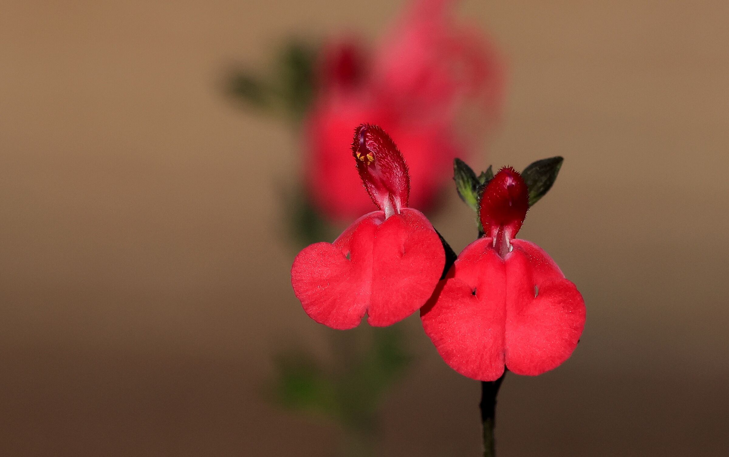 orchidea rf 100 500