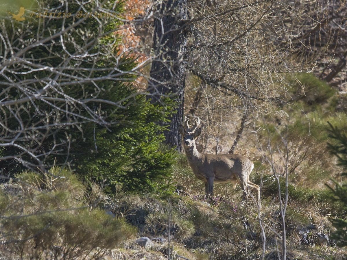 male deer with velvet