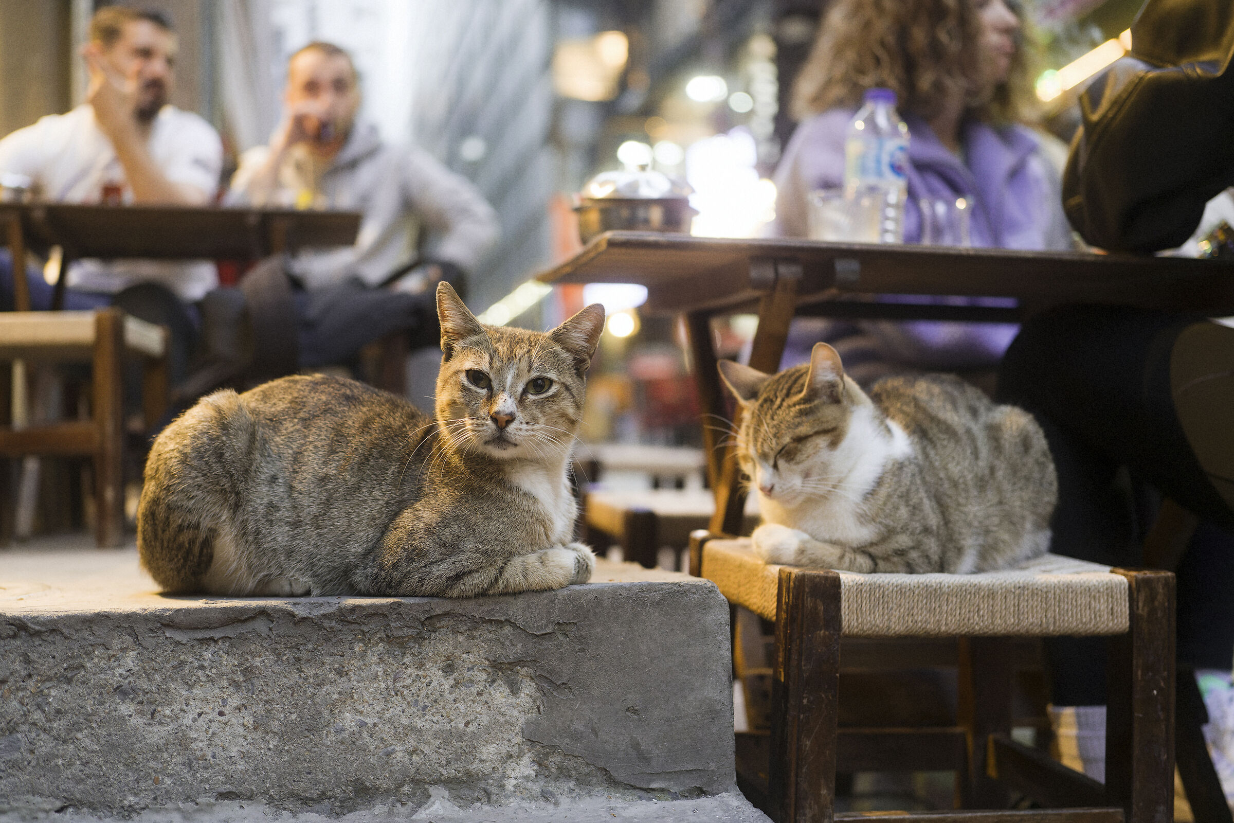 Istanbul cats, Turkey.