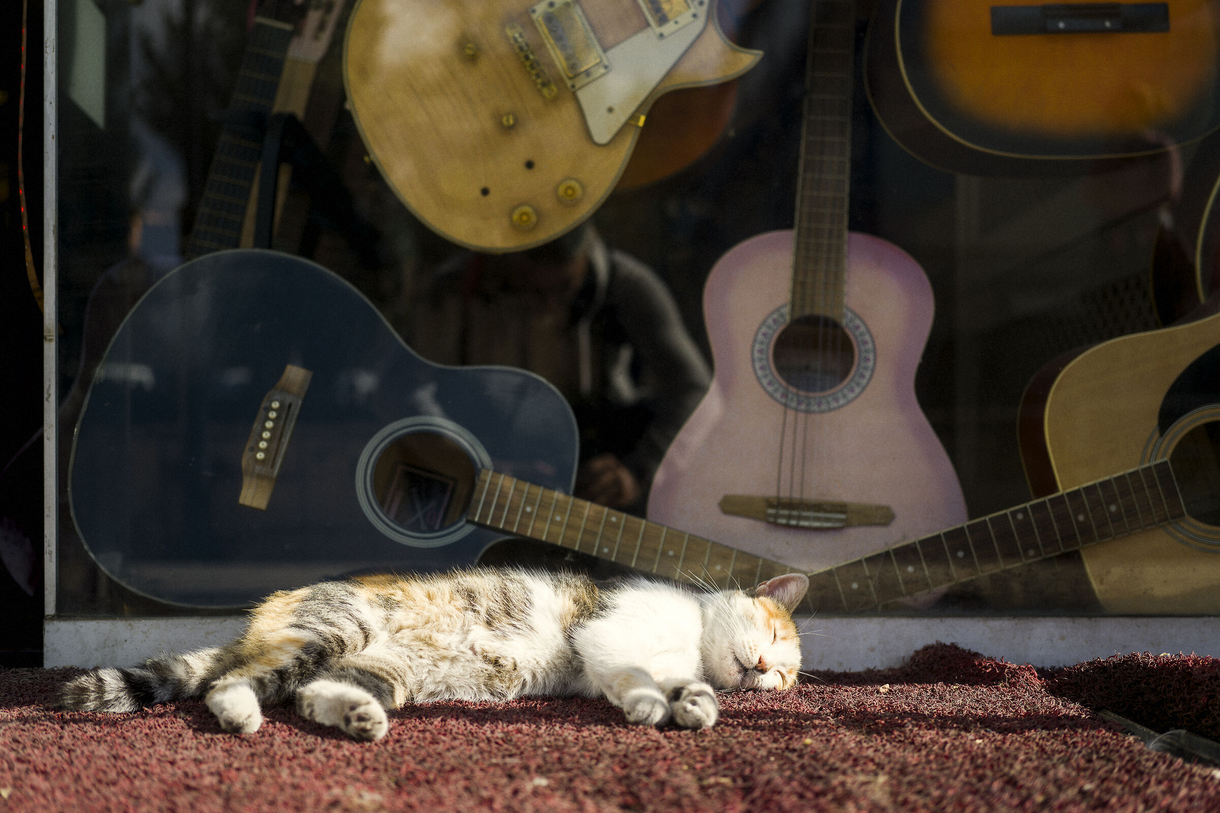 Istanbul cats, Turkey.