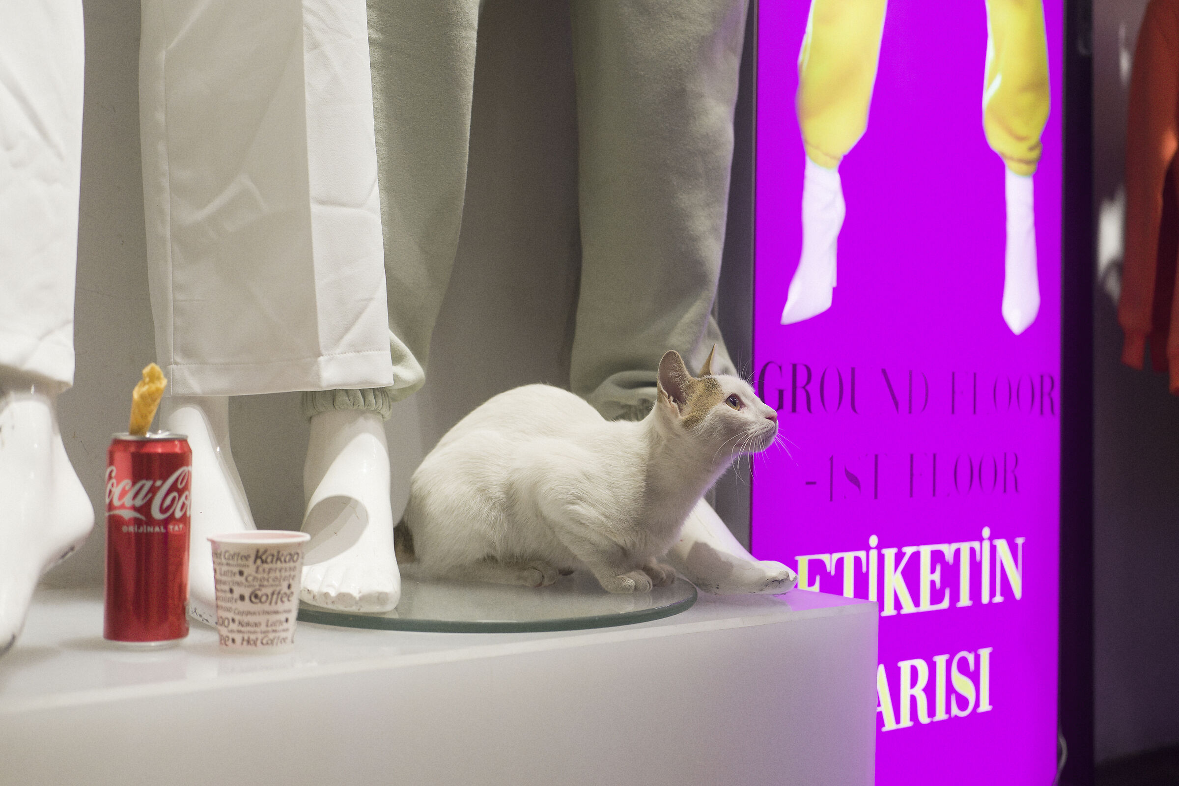 Istanbul cats, Turkey