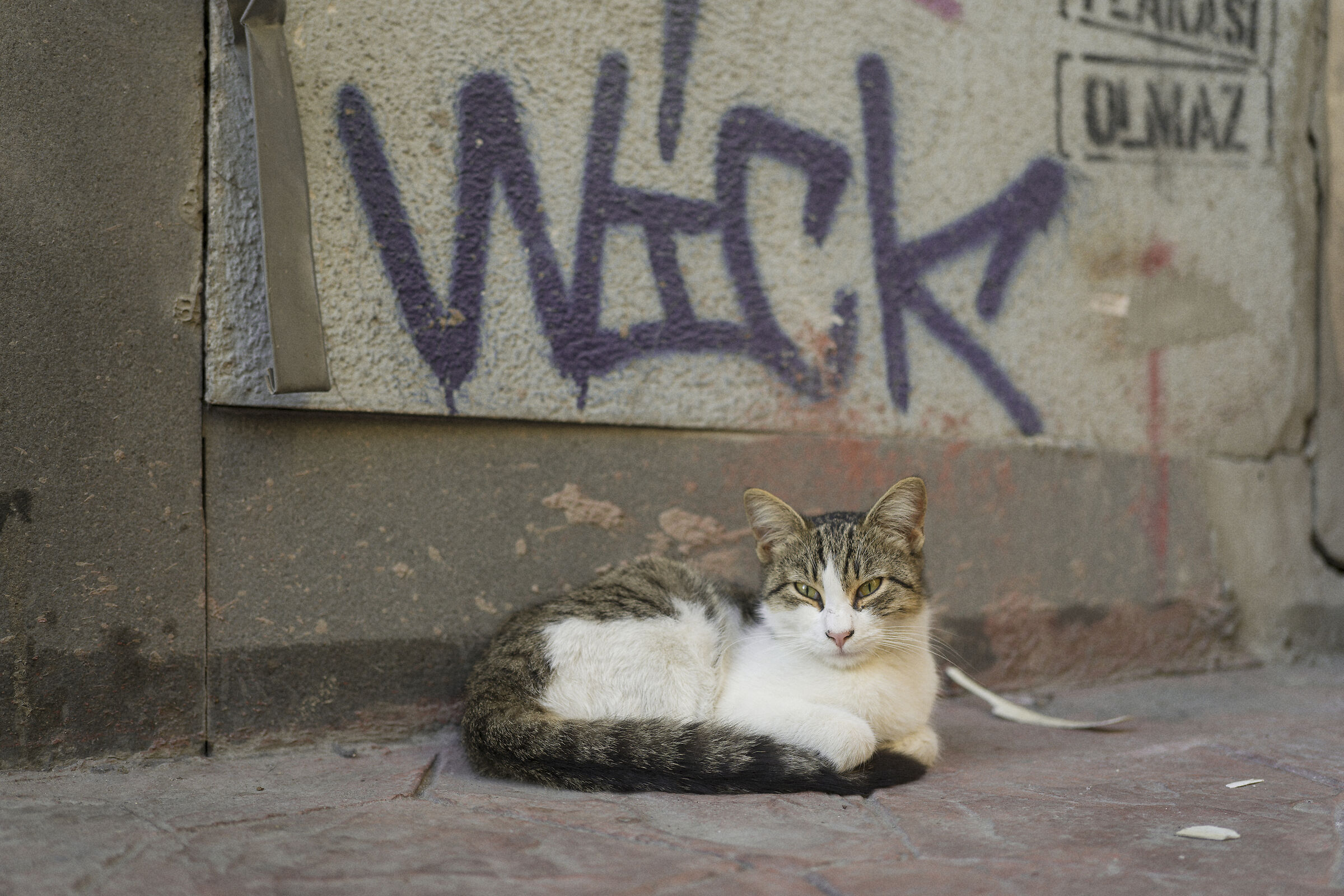 Istanbul cats, Turkey