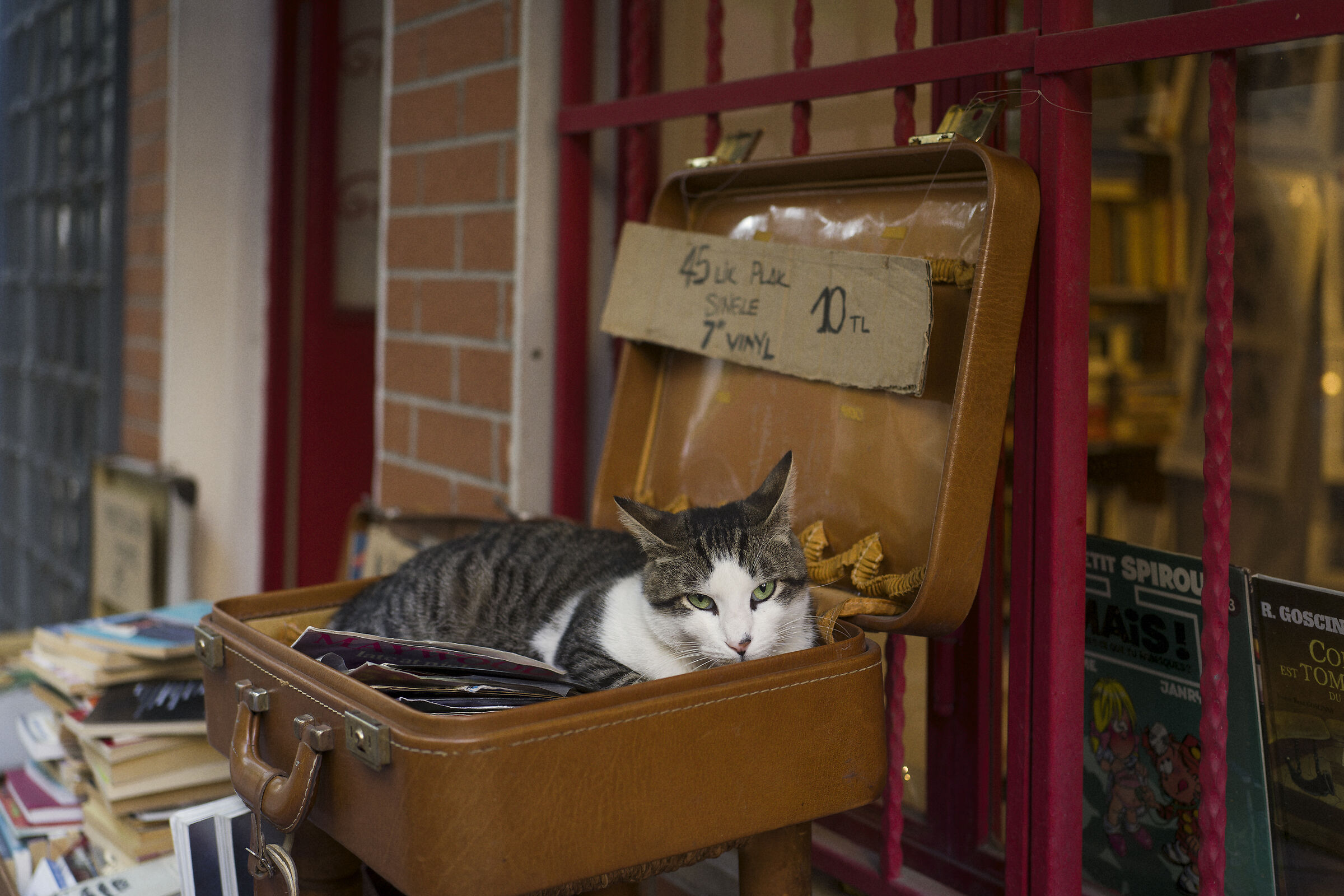 Istanbul cats, Turkey