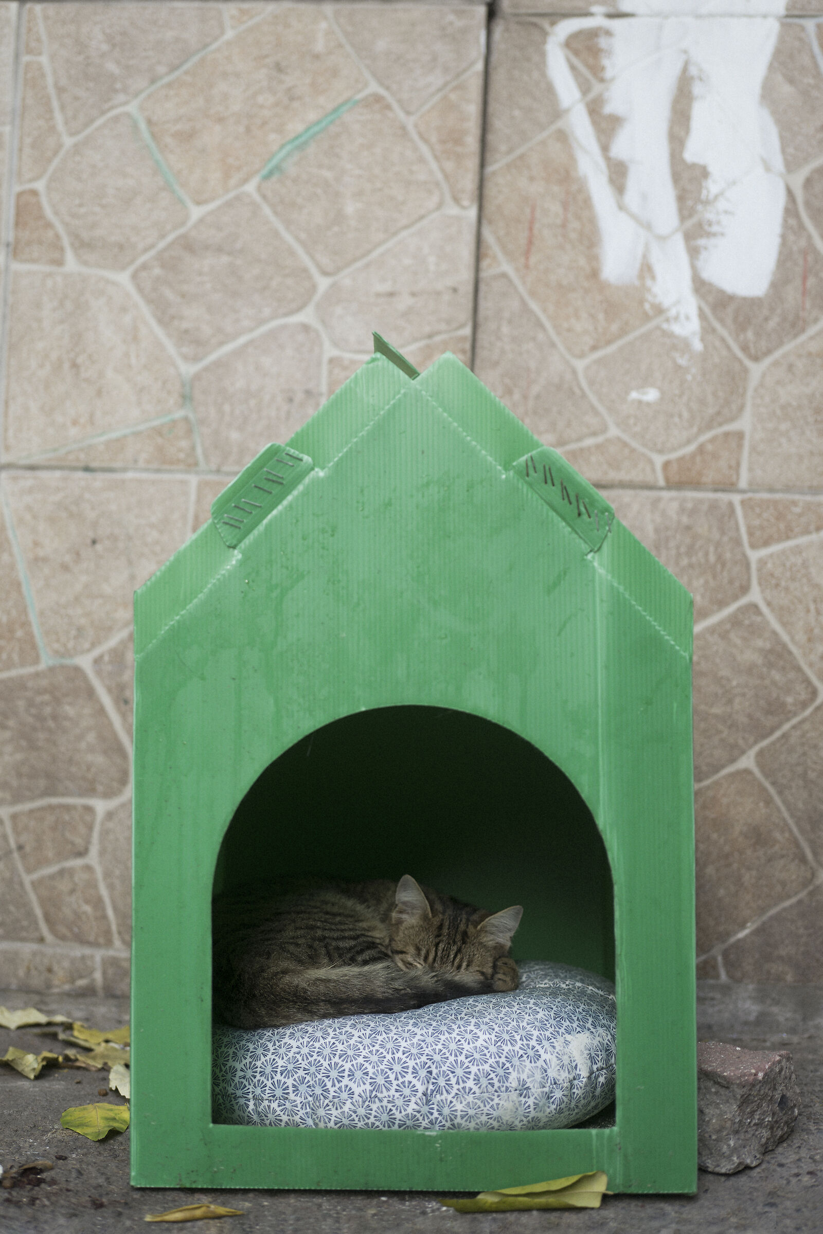 Istanbul cats, Turkey.