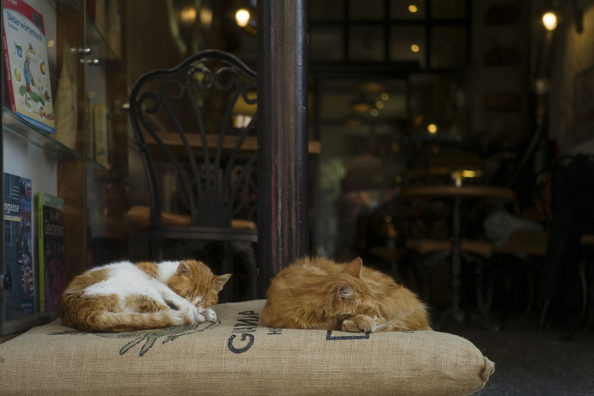 Istanbul cats, Turkey.