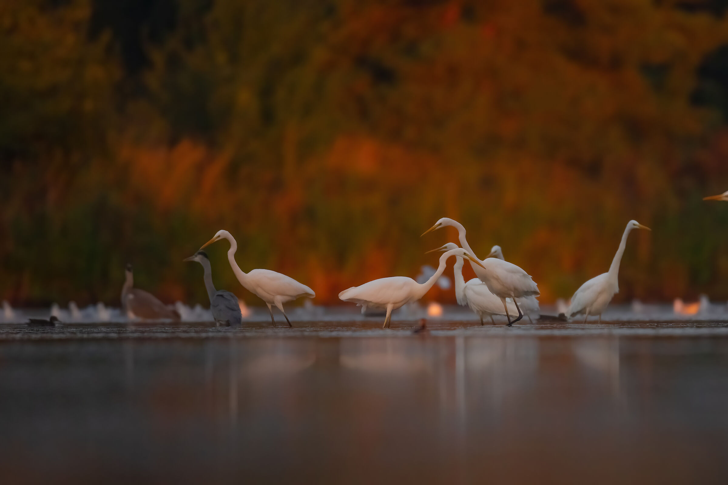 Ardea alba