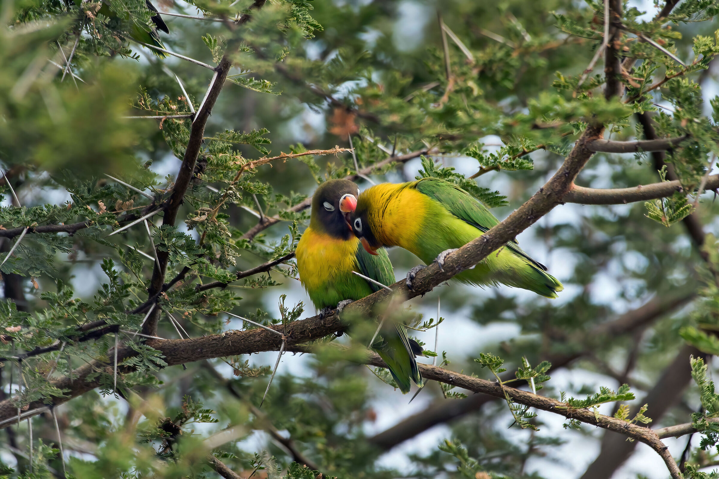 Inseparabili mascherati (Agapornis personatus)
