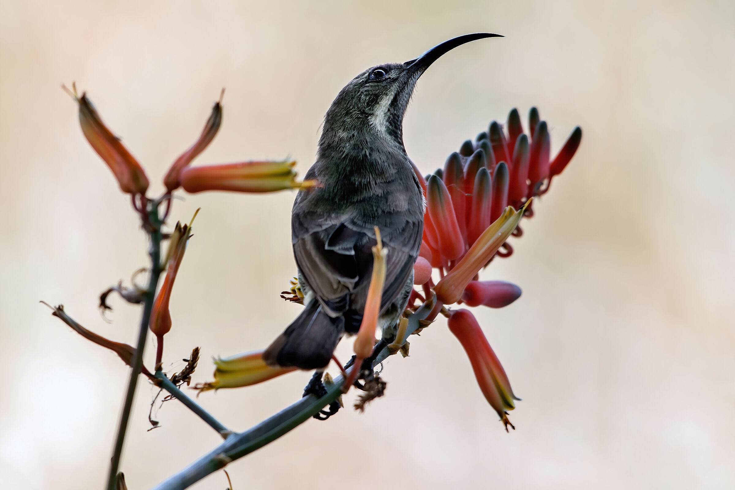 Nettarinia (Chalcomitra senegalensis lamperti)