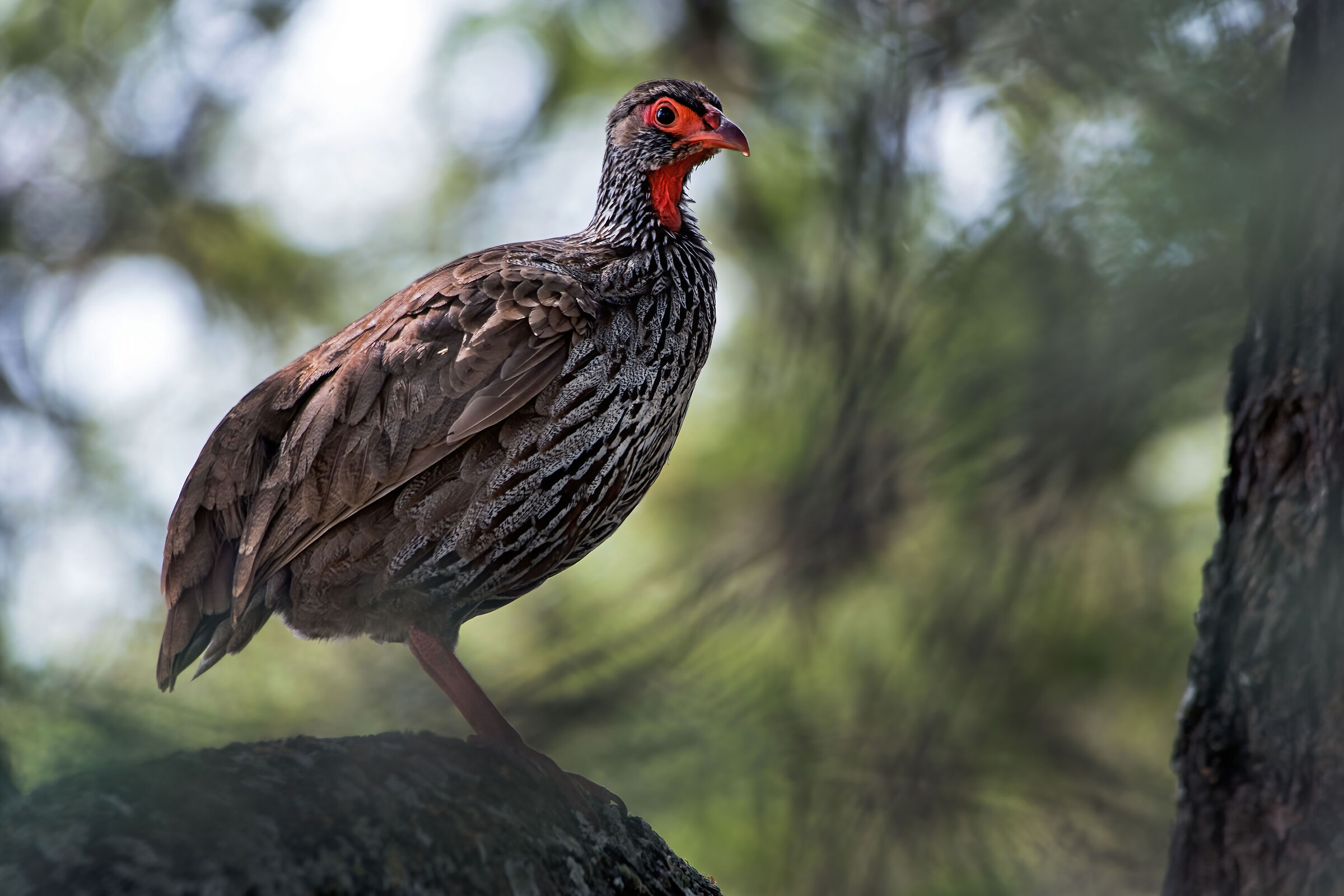 Francolino collorosso (Pternistis afer)