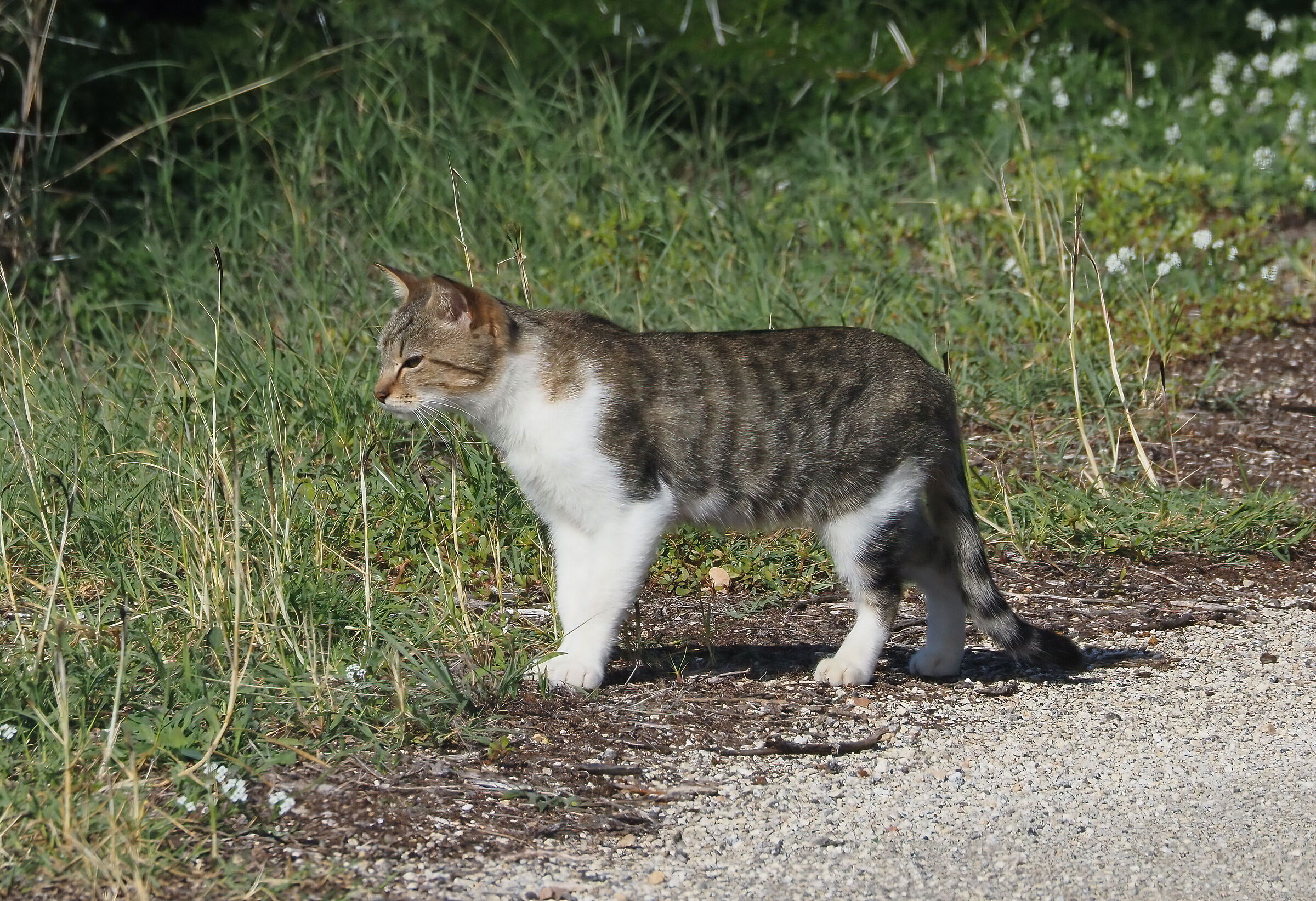 Tabby