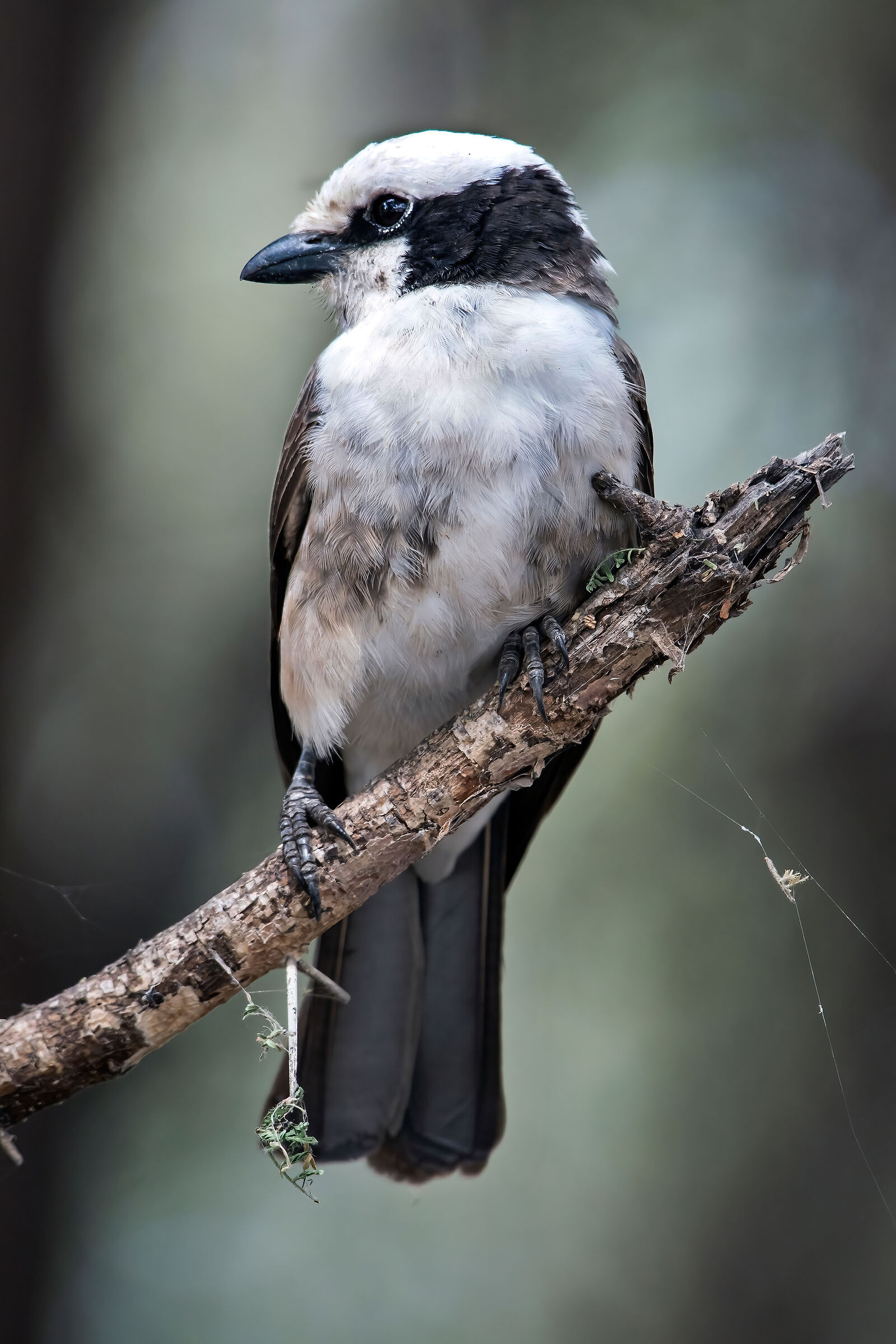 Avera groppabianca (Eurocephalus rueppellii)