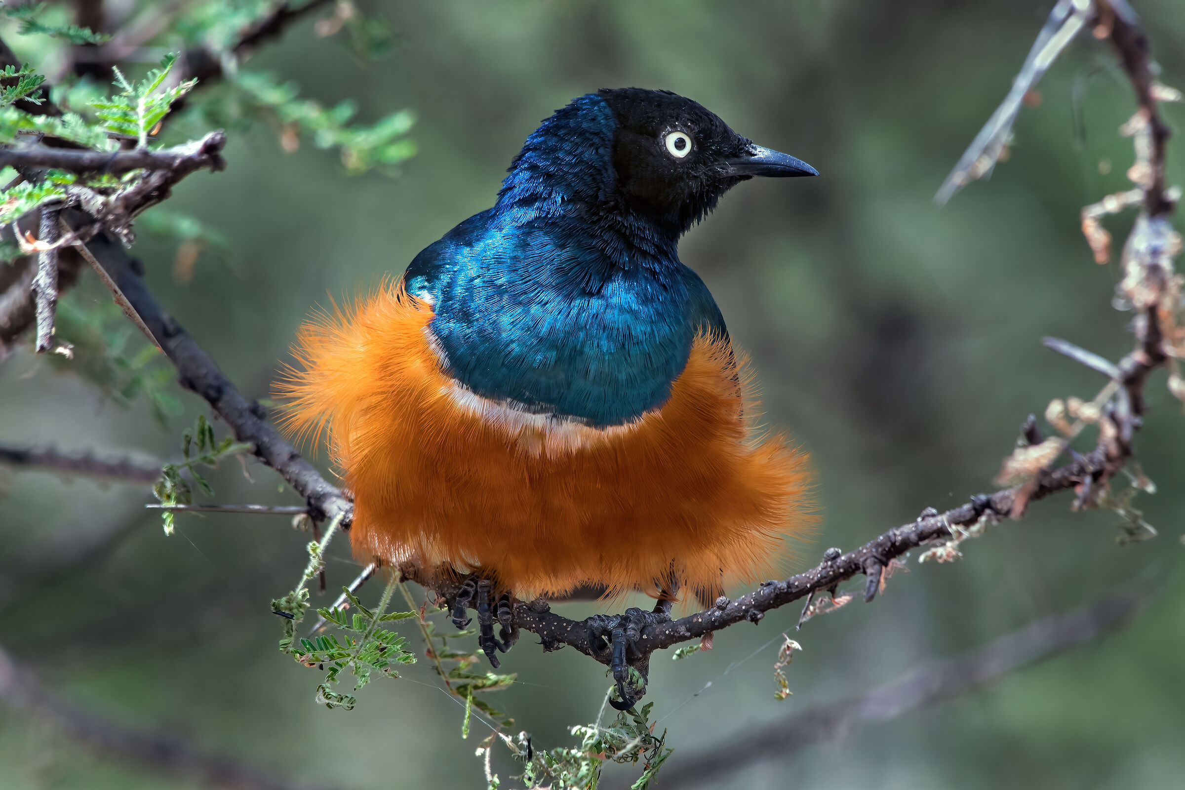 Storno superbo (Lamprotornis superbus)