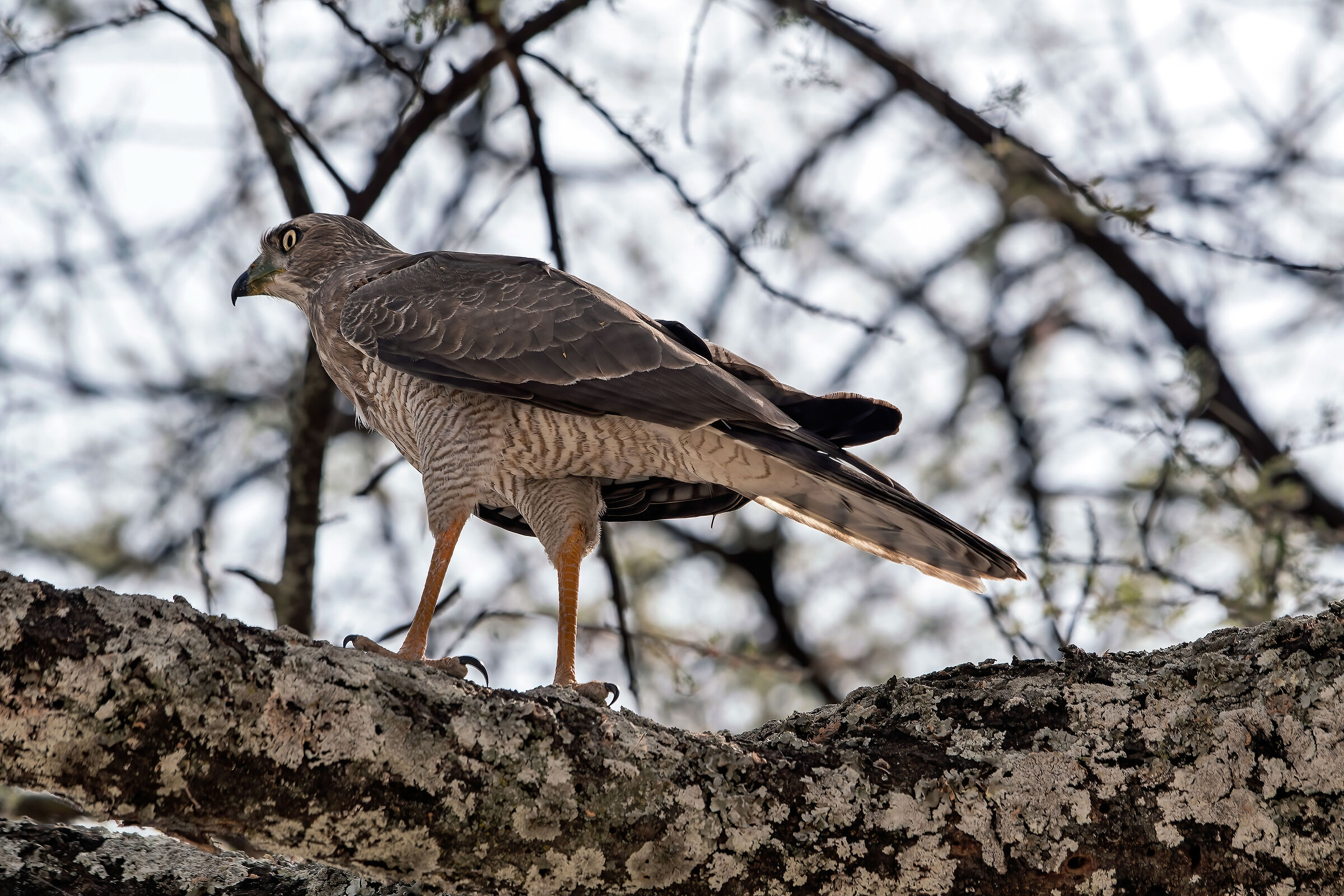 Astore cantante (Melierax poliopterus) juv.