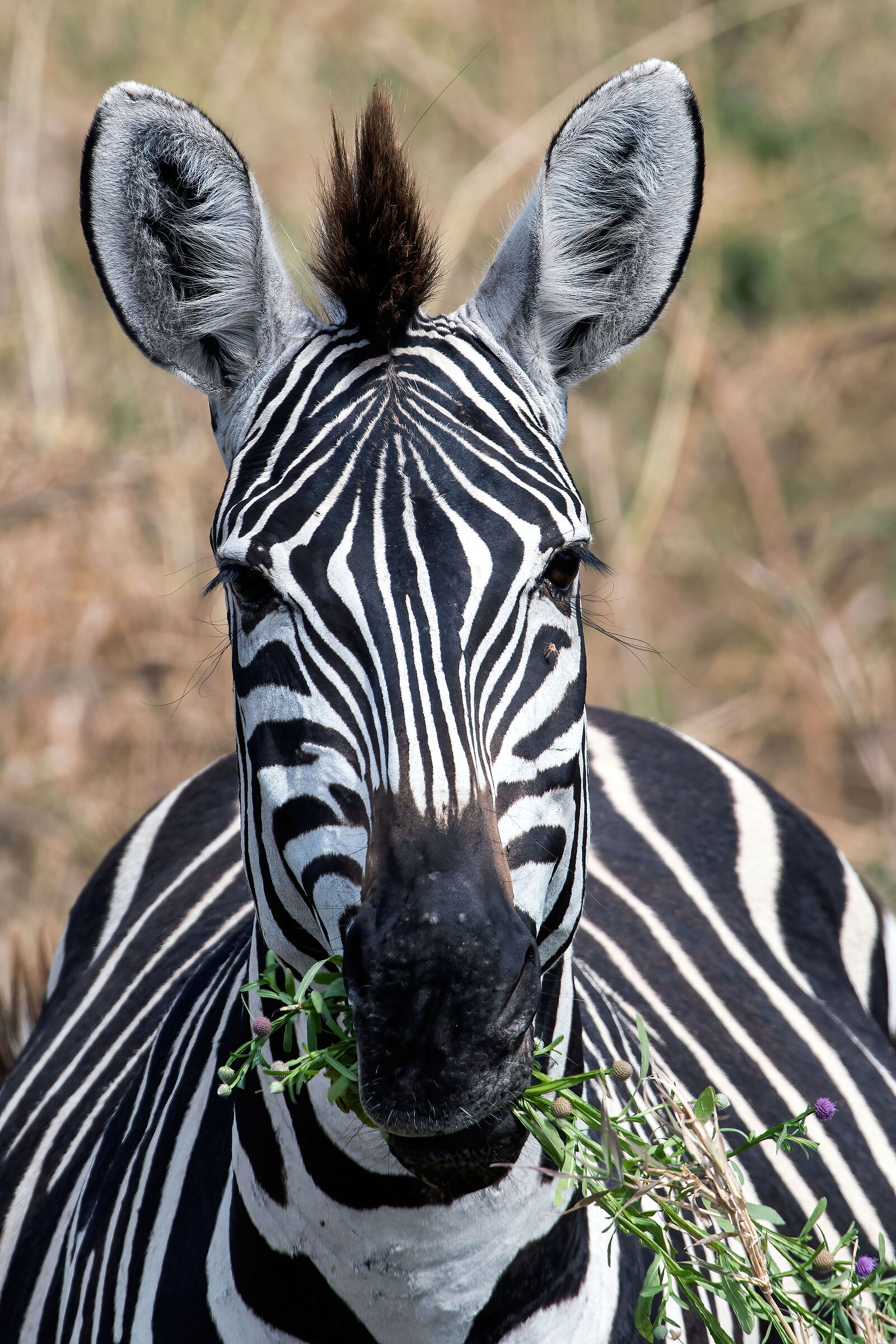 Zebra di Grant (Equus quagga boemi)