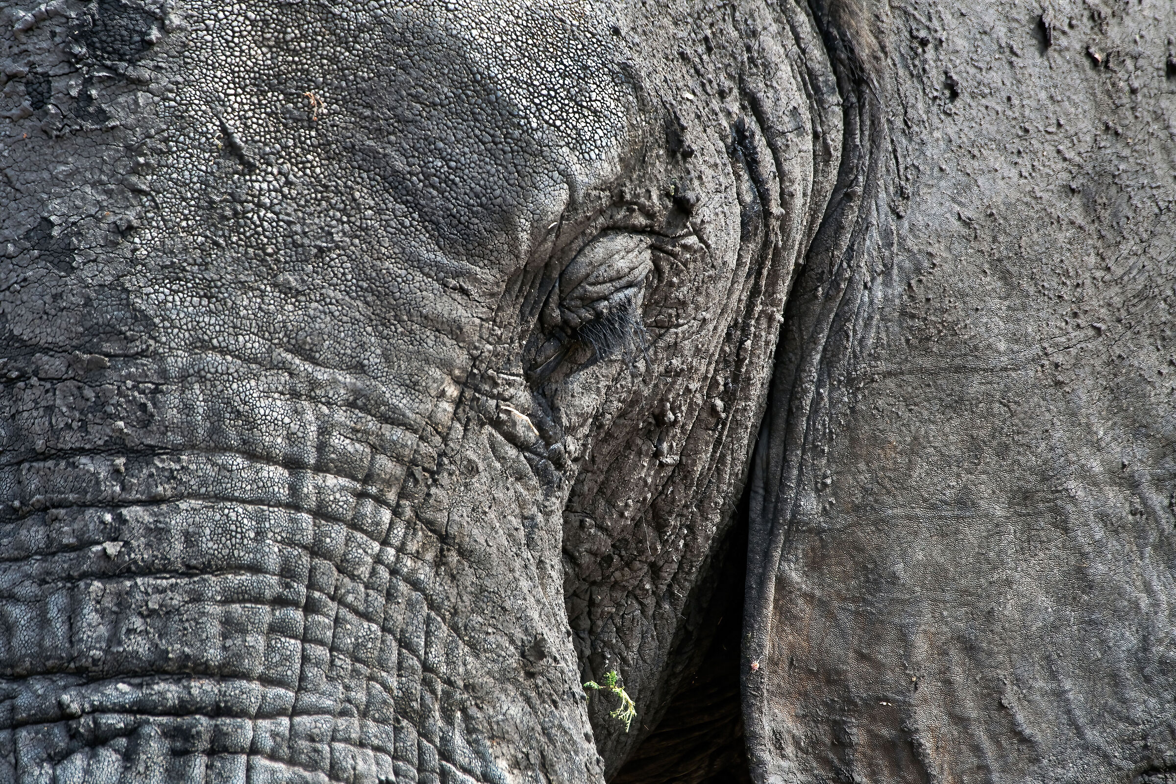 Elefante africano (Loxodonta africana)
