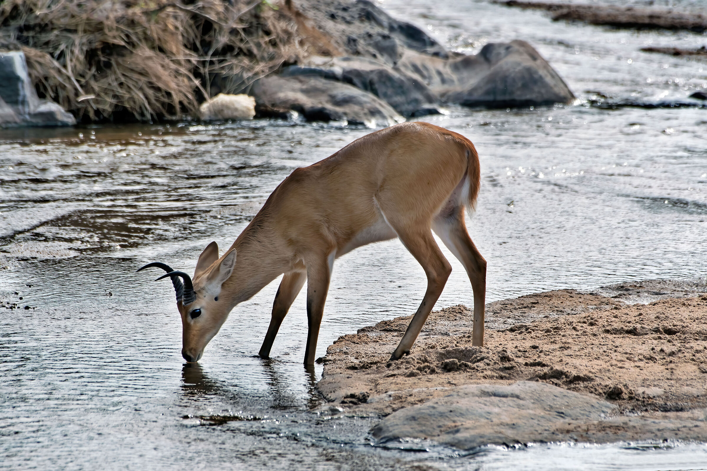 Antilope Cervicapra (Redunca redunca)