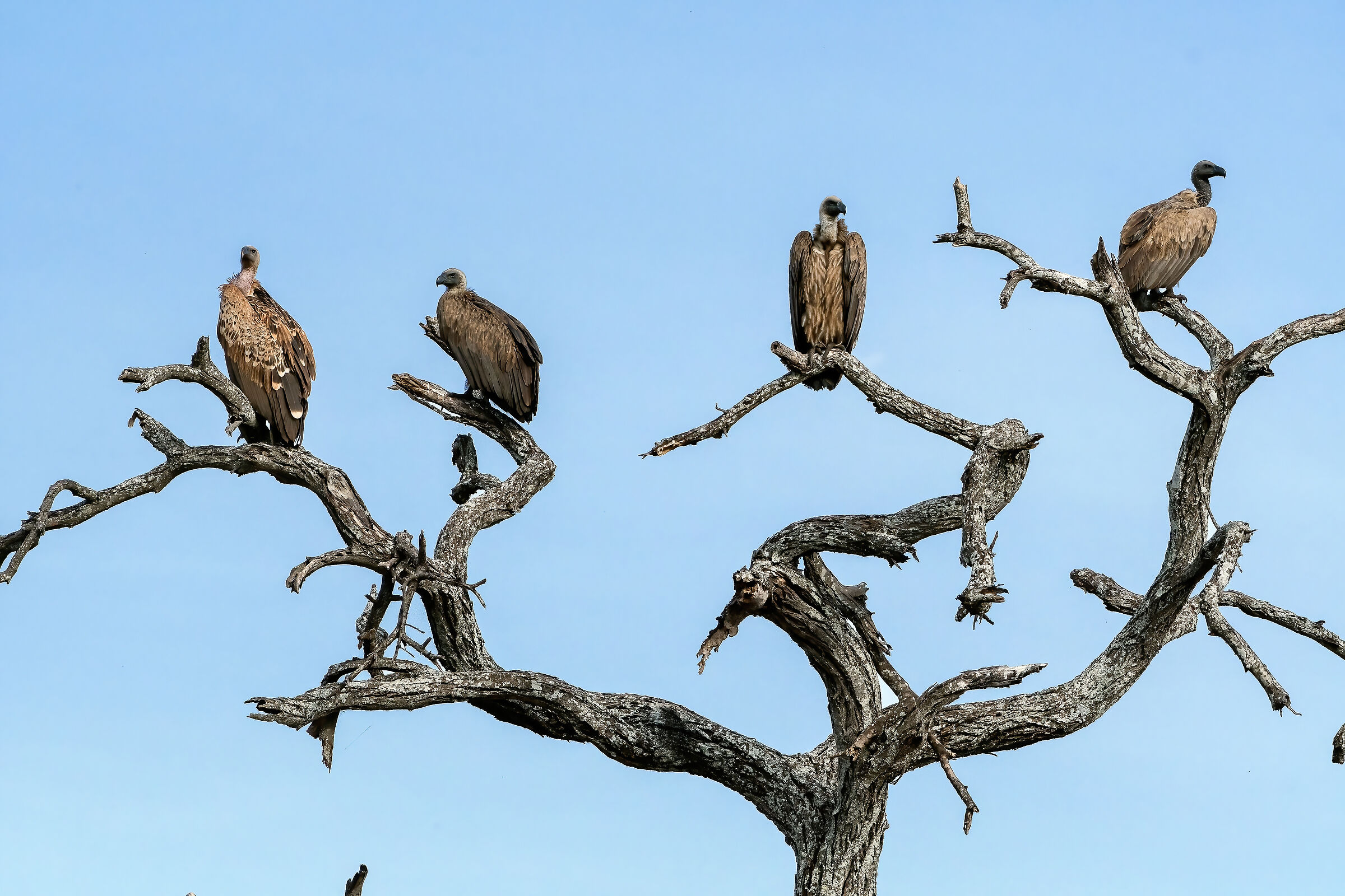 Avvoltoi di Rueppell (Gyps rueppellii)