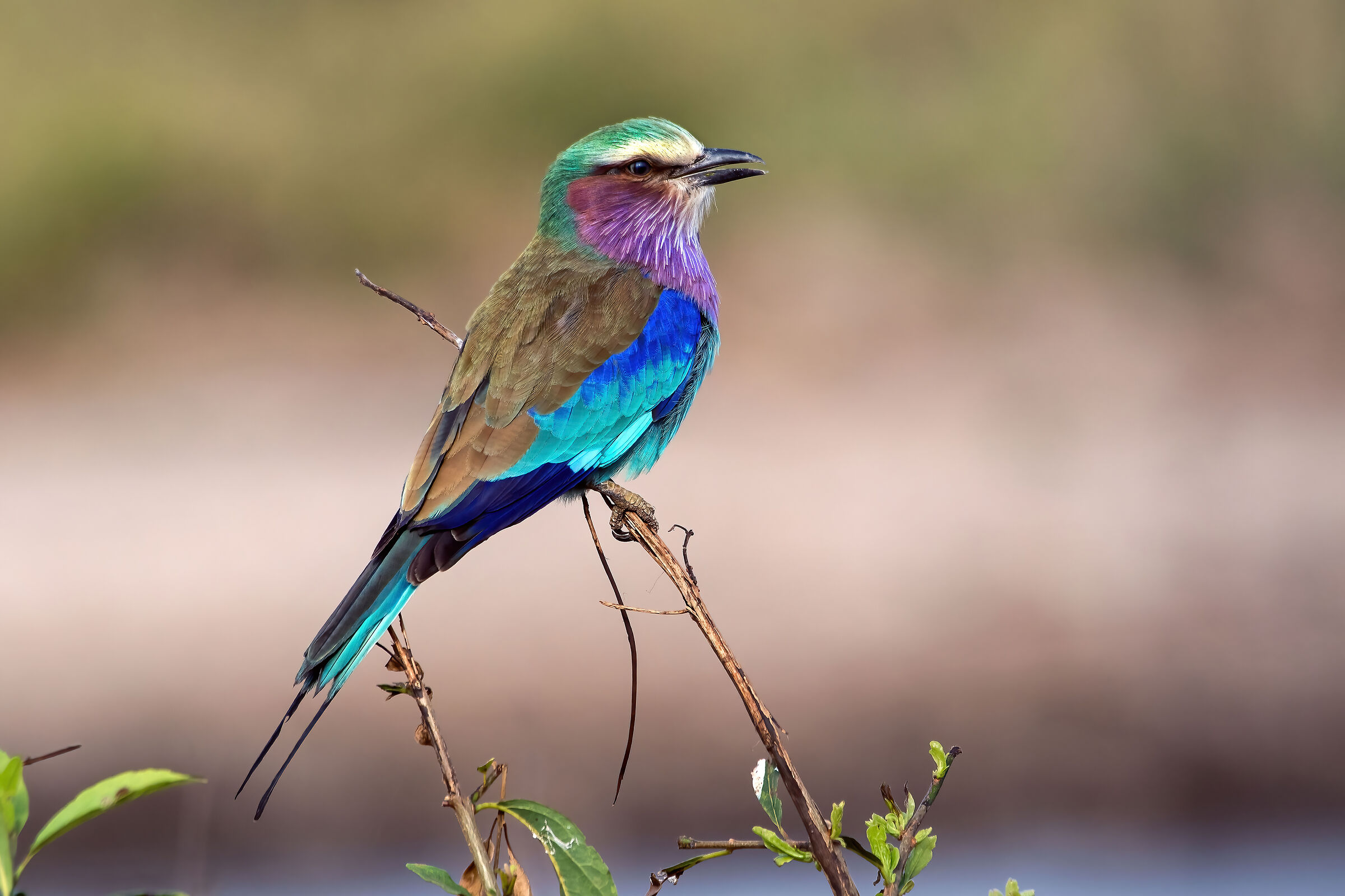 Ghiandaia marina pettolilla (Coracias caudatus)