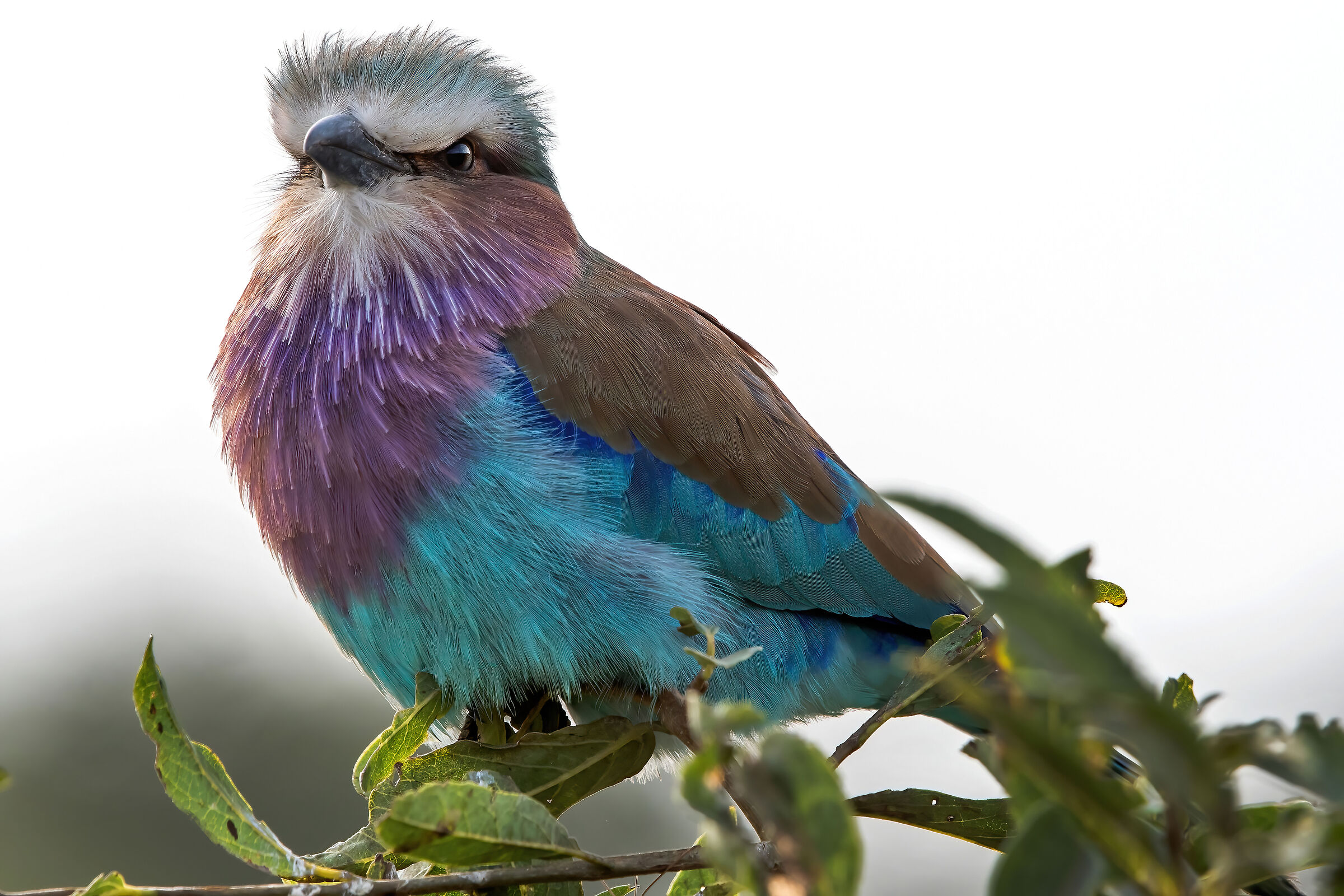 Ghiandaia marina pettolilla (Coracias caudatus)
