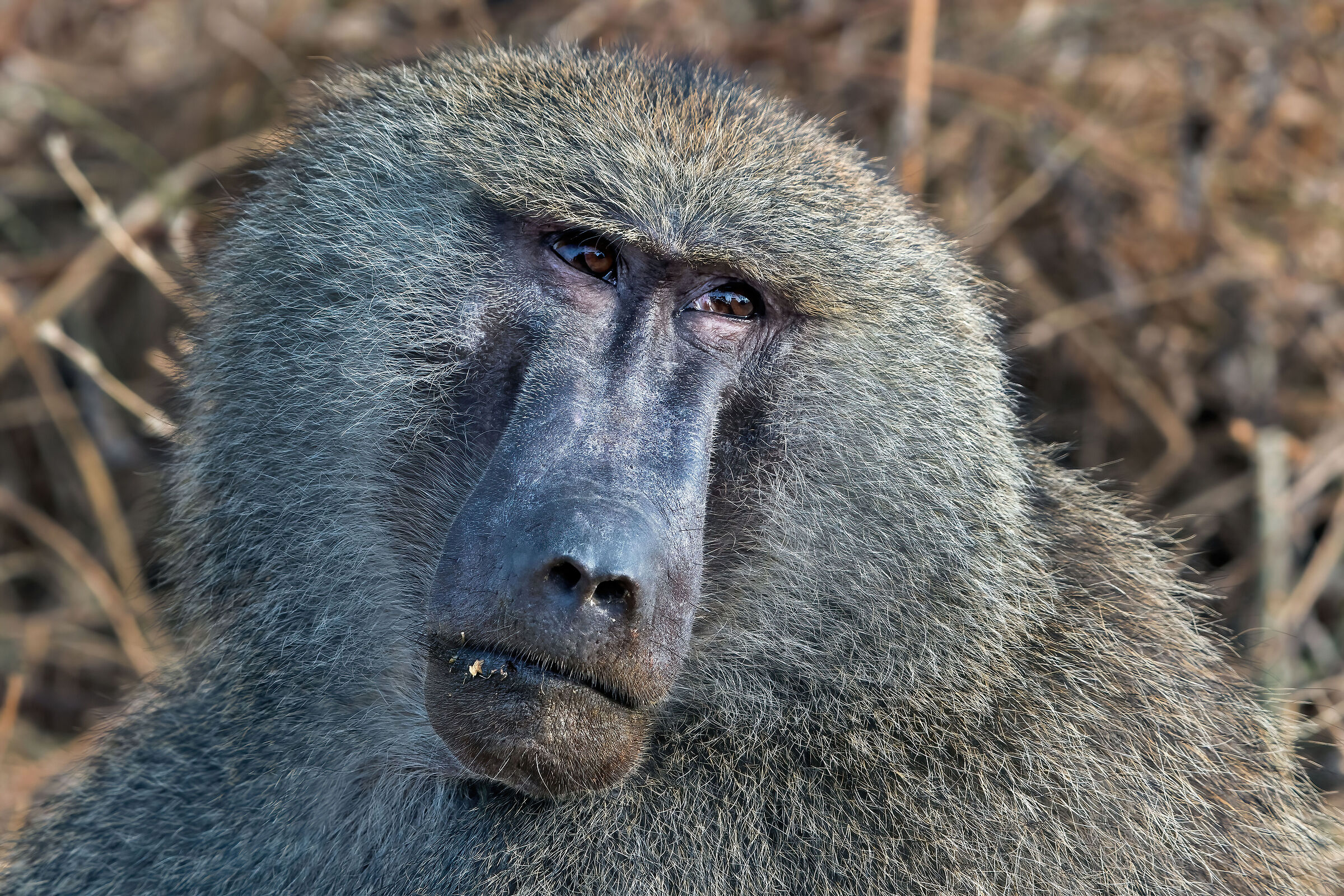 Babbuino verde (Papio anubis)