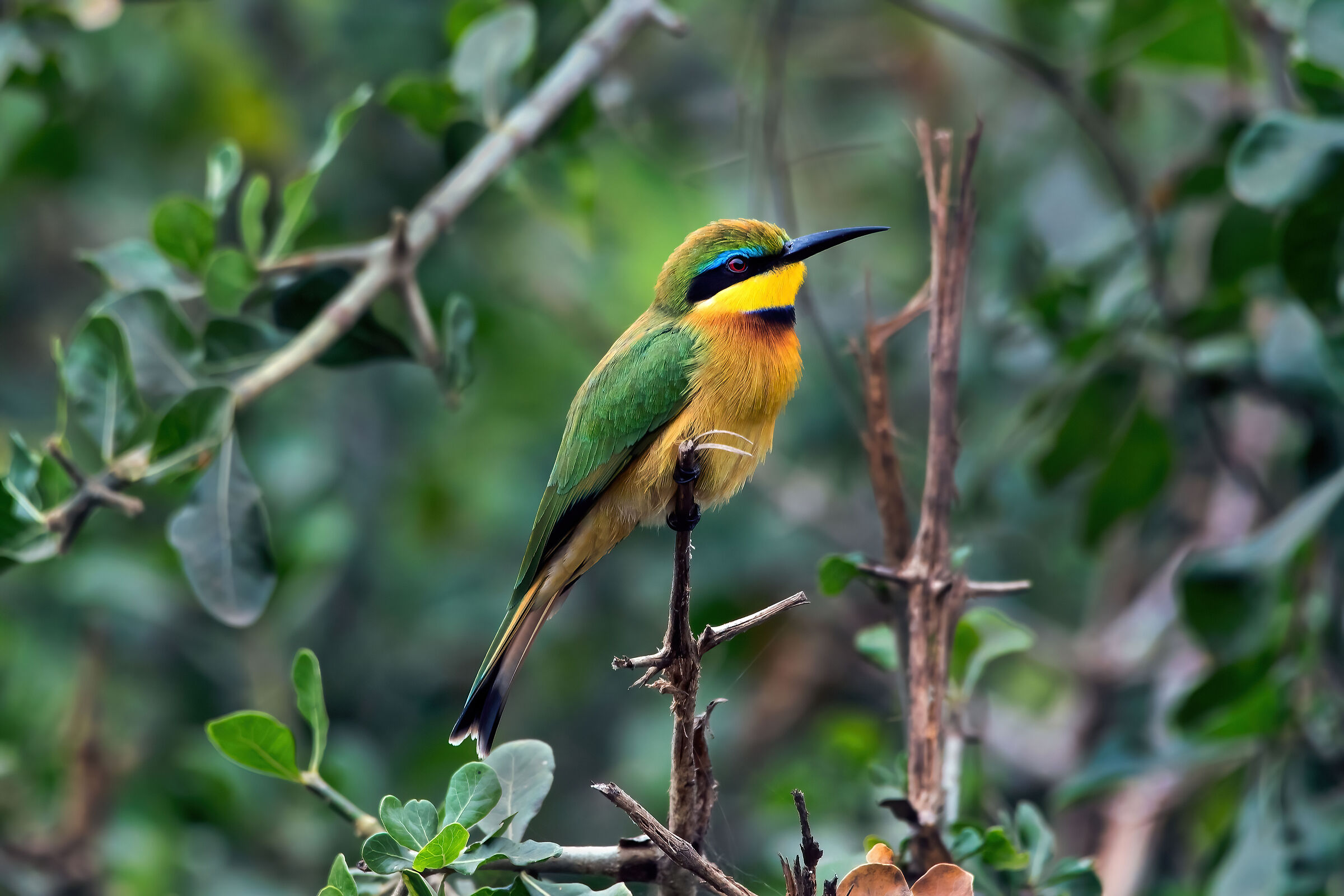 Gruccione minore (Merops lafresnayii)