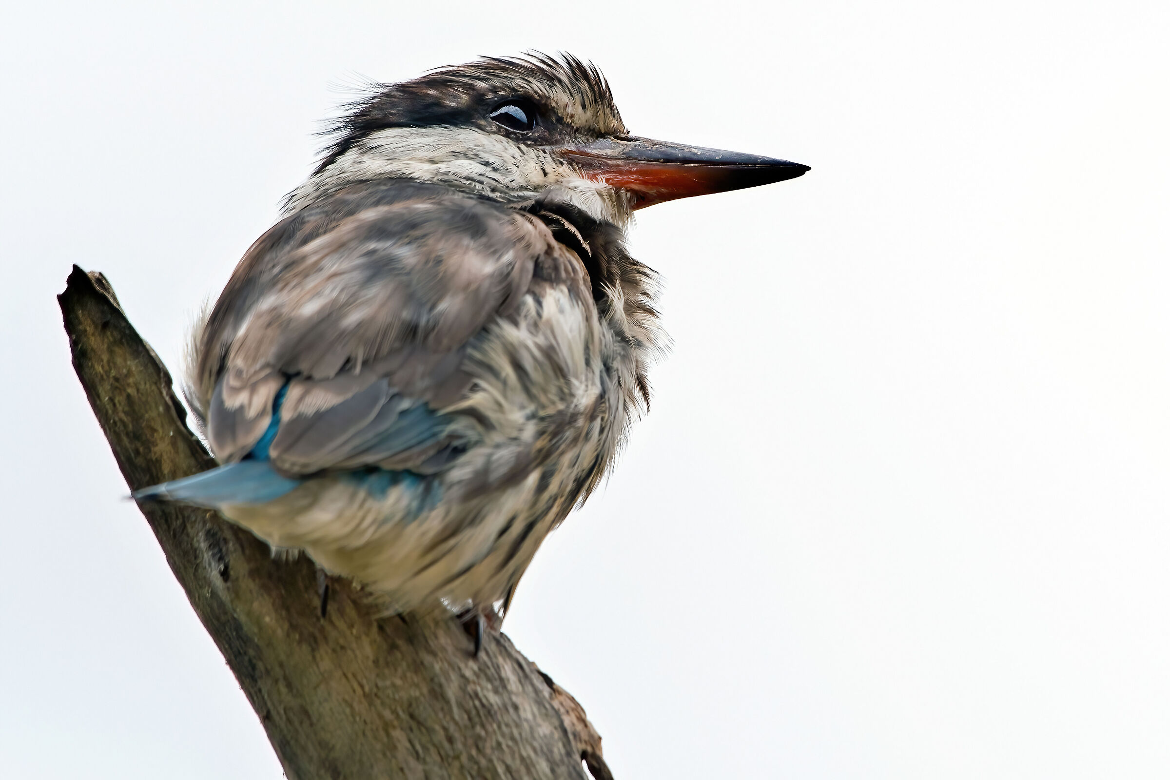Martin pescatore striato (Halcion chelicuti)