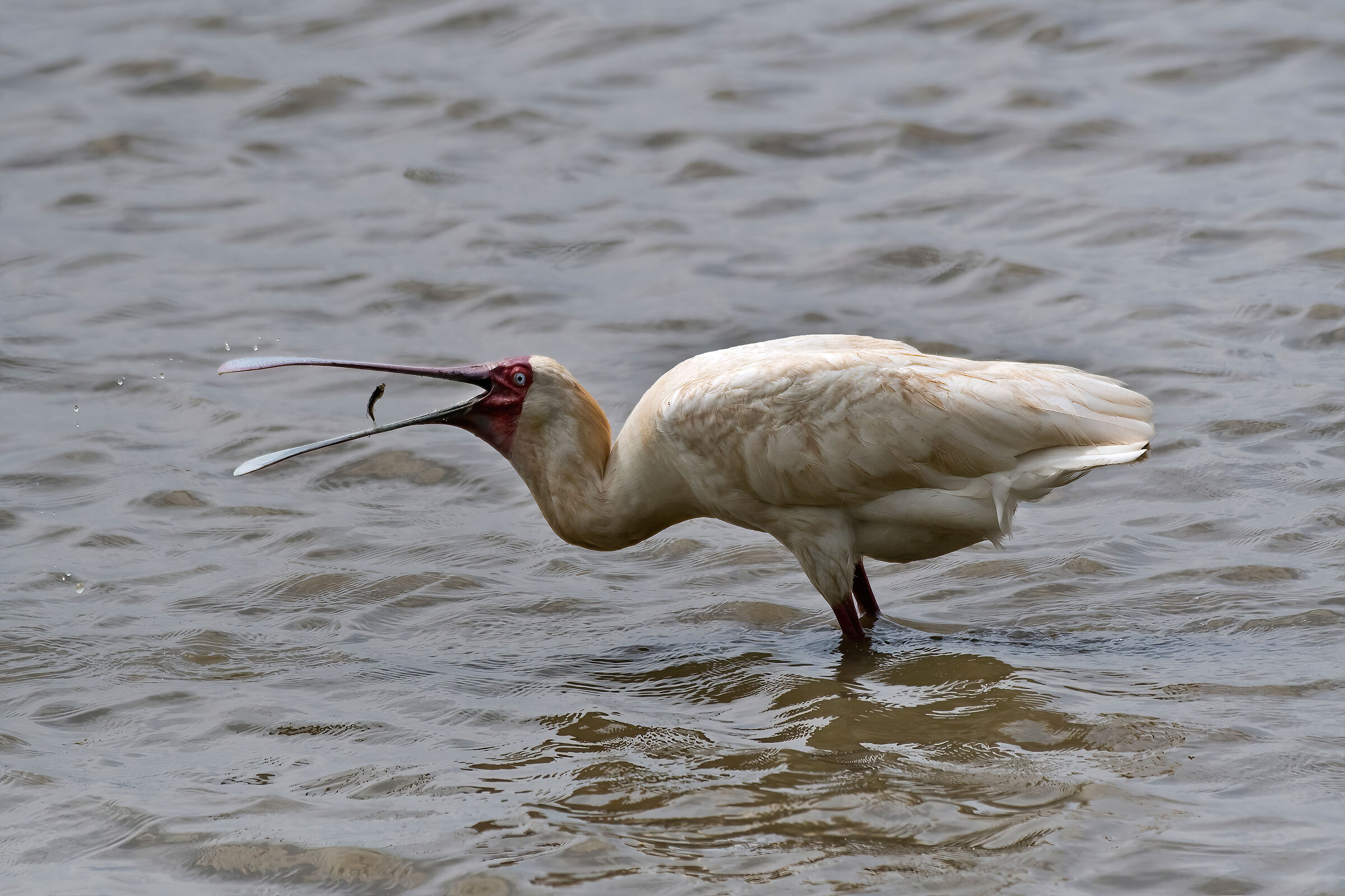 Spatola africana (Platalea alba)