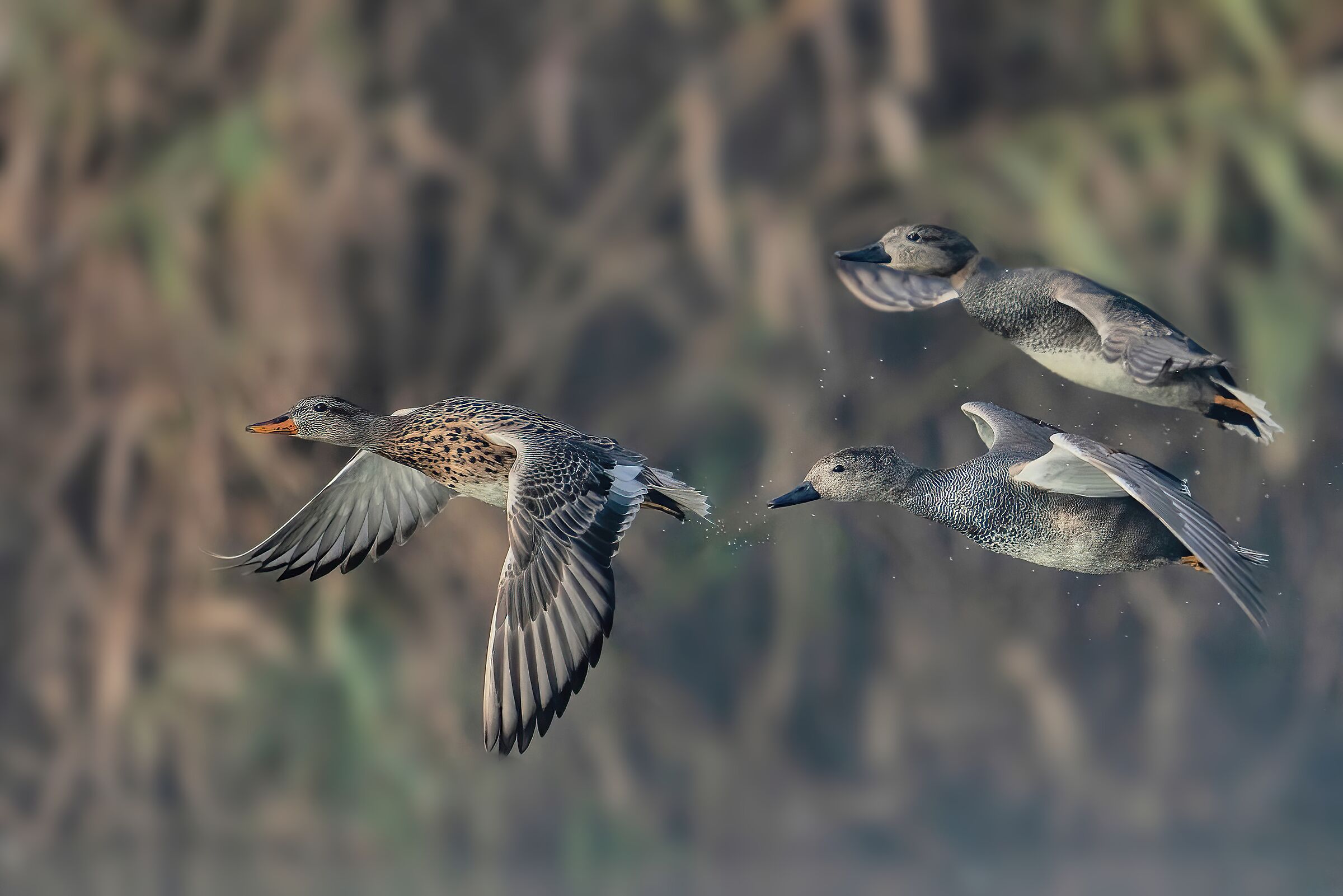 Canapiglie (Mareca strepera)