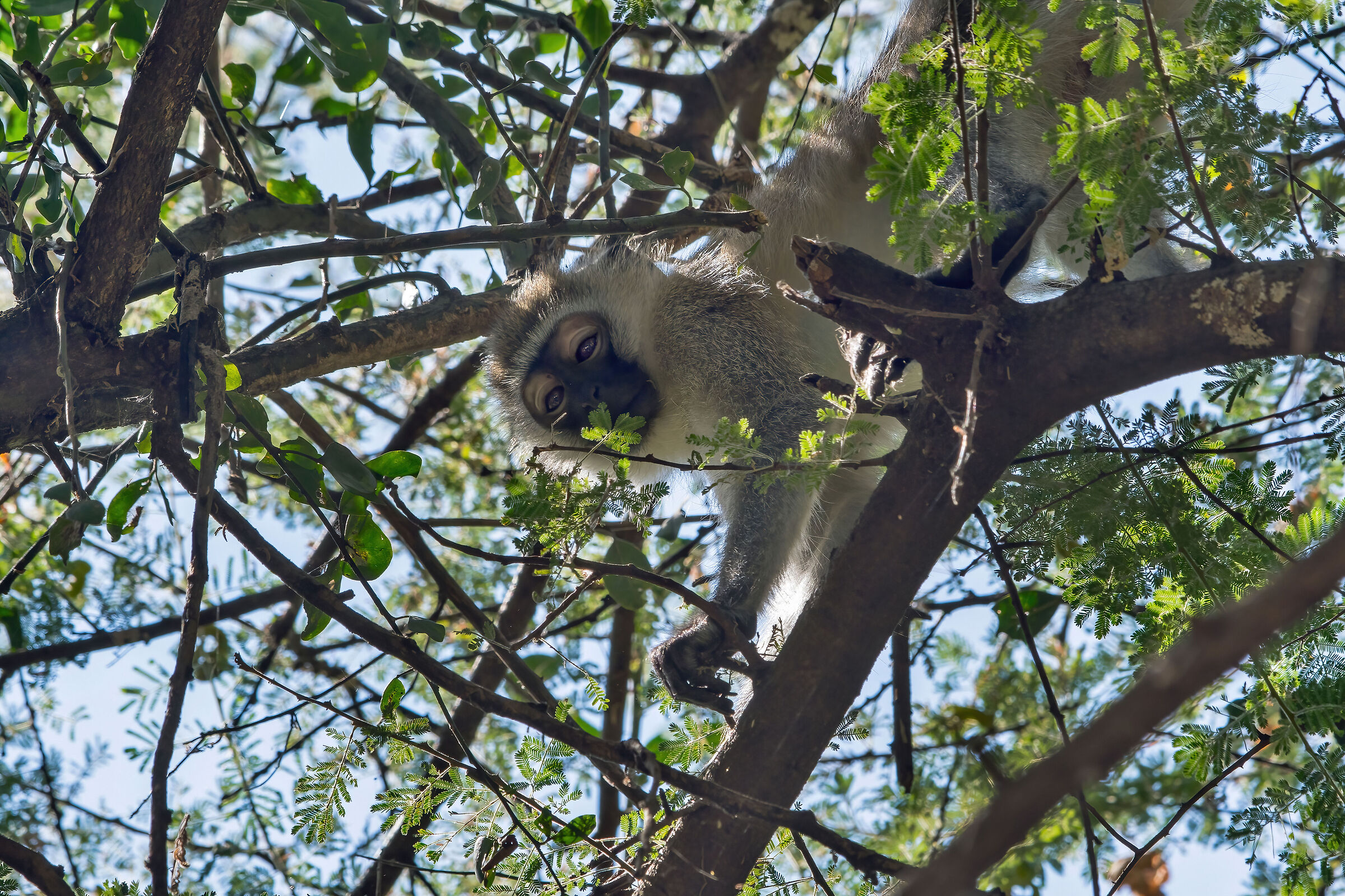 Cercopiteco verde (Chlorocebus pygerythrus)