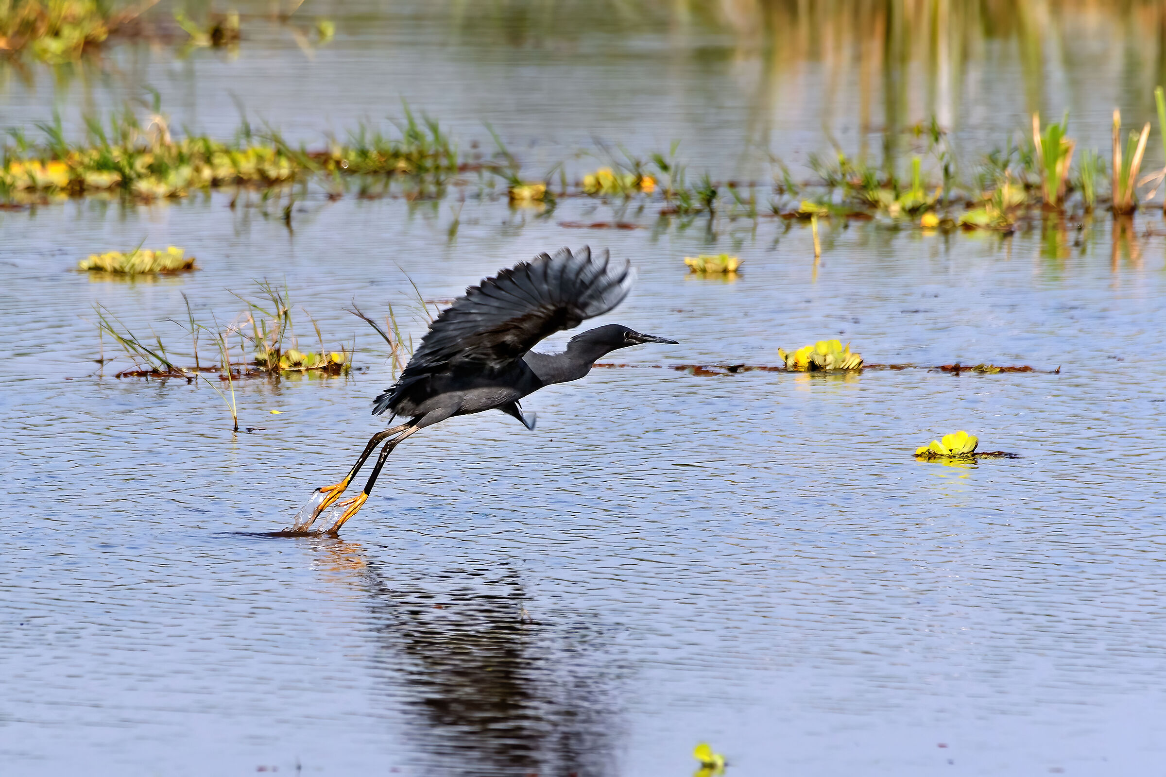Airone nero (Egretta ardesiaca)